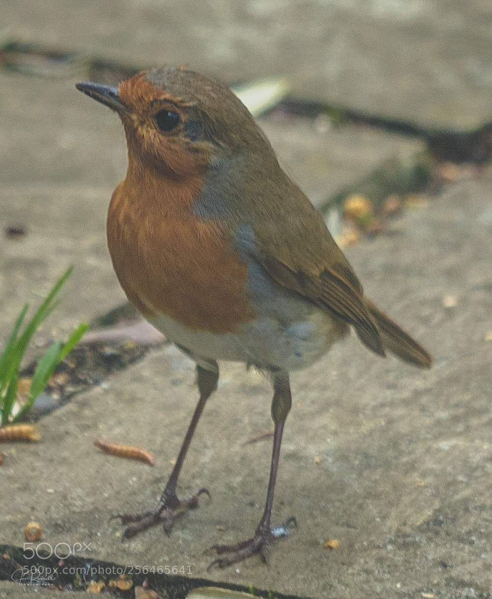 Canon EOS 7D Mark II sample photo. Robin in the garden photography