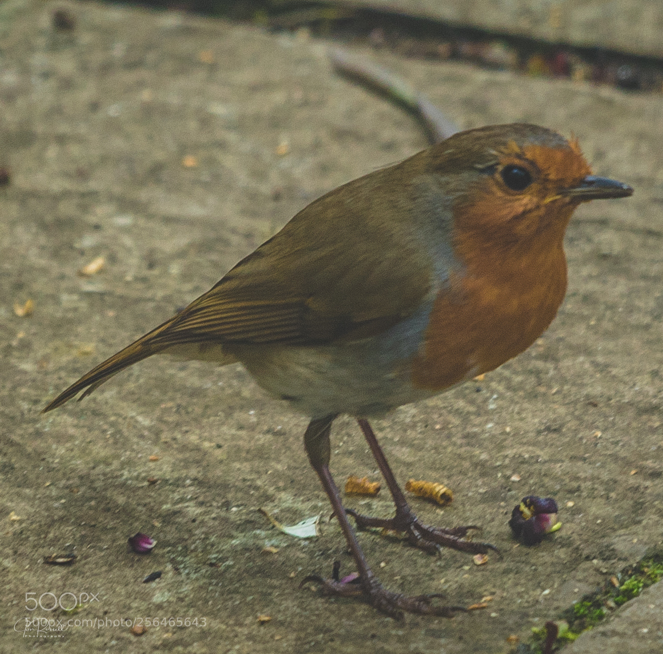 Canon EOS 7D Mark II sample photo. Robin in the garden photography
