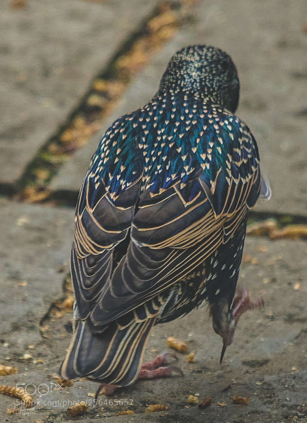 Canon EOS 7D Mark II sample photo. Starling in the garden photography
