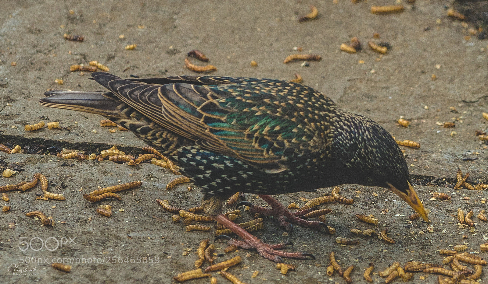Canon EOS 7D Mark II sample photo. Starling in the garden photography
