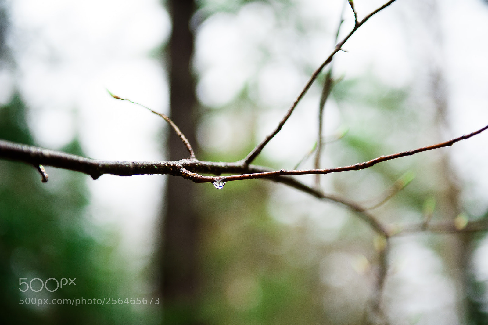 Nikon D700 sample photo. A stick photography