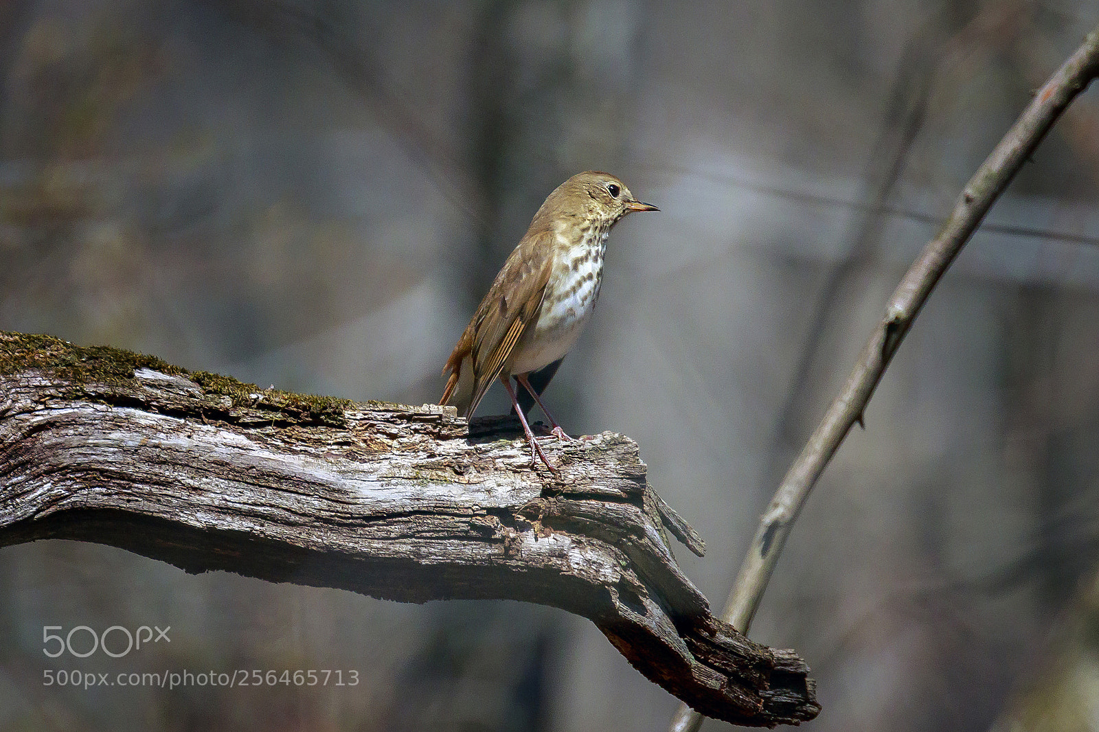 Canon EOS 7D Mark II sample photo. Thrush photography