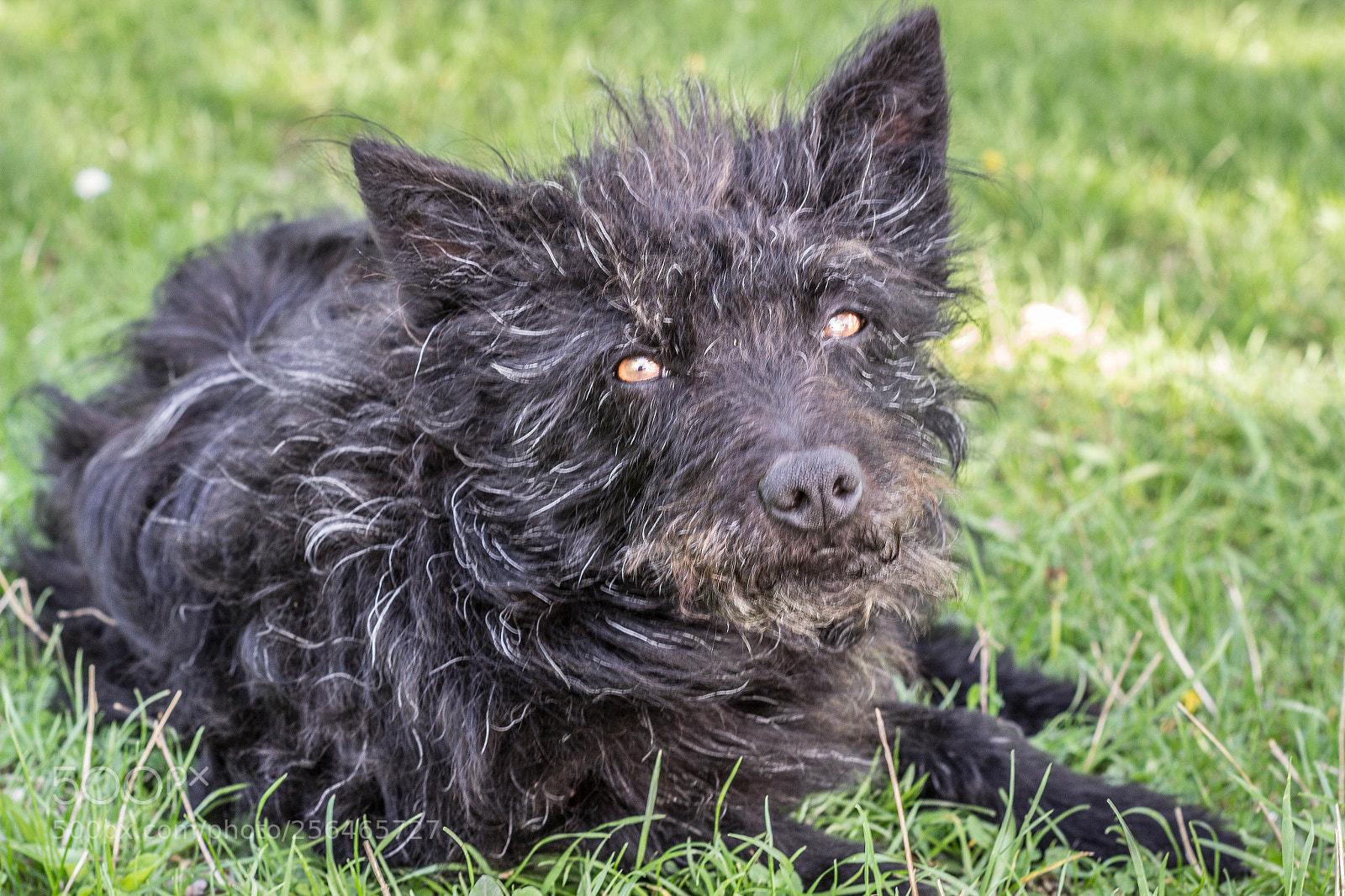 Canon EOS 600D (Rebel EOS T3i / EOS Kiss X5) sample photo. Sheep's dog photography