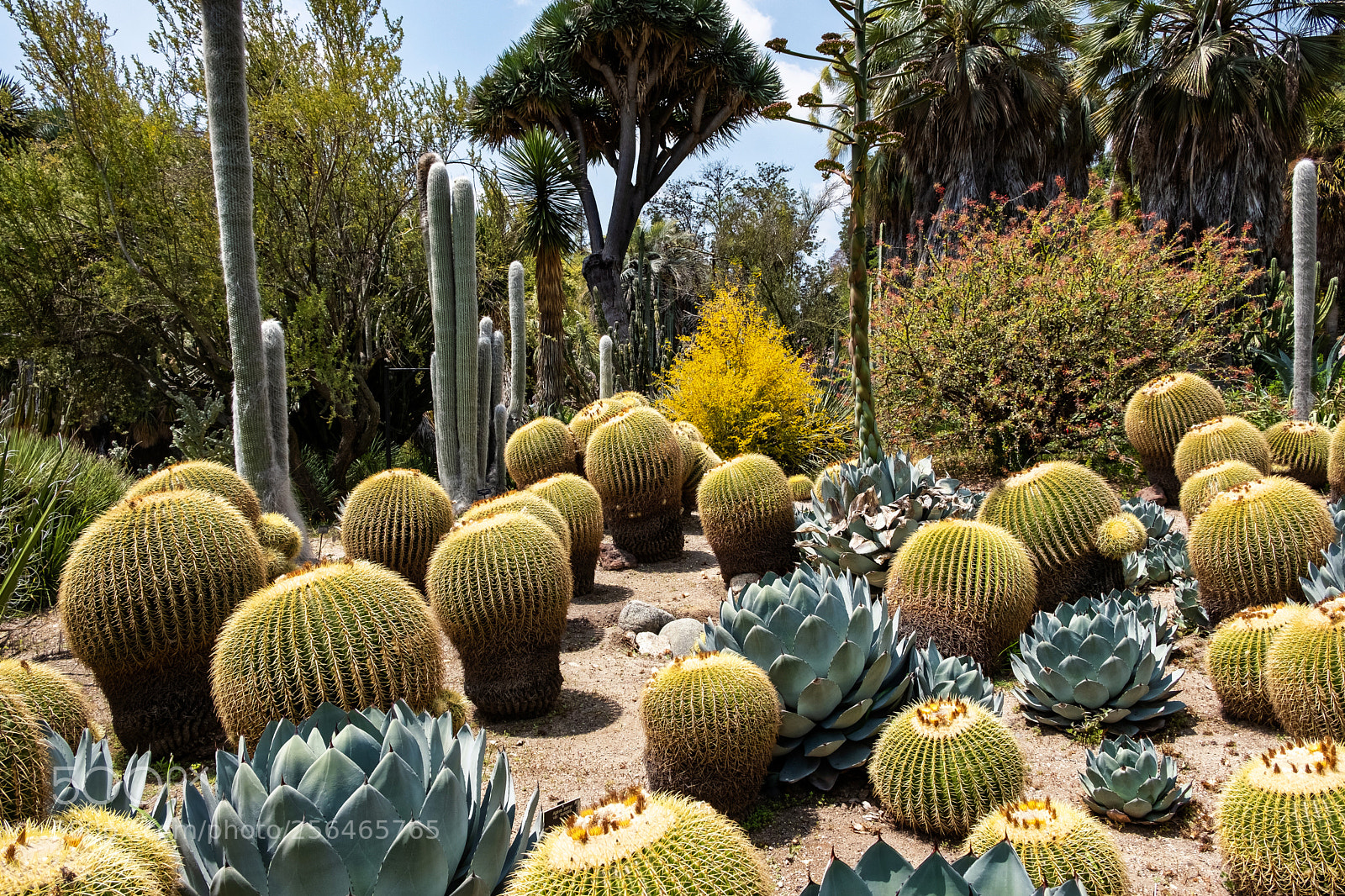 Fujifilm X-E3 sample photo. Cactus garden photography