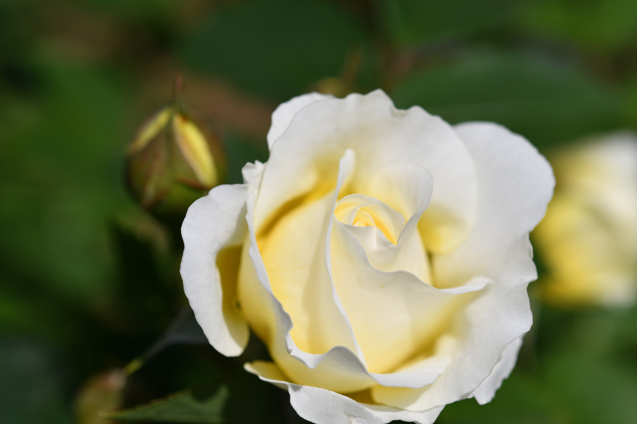 Nikon D500 + Nikon AF-S Micro-Nikkor 60mm F2.8G ED sample photo. White rose photography