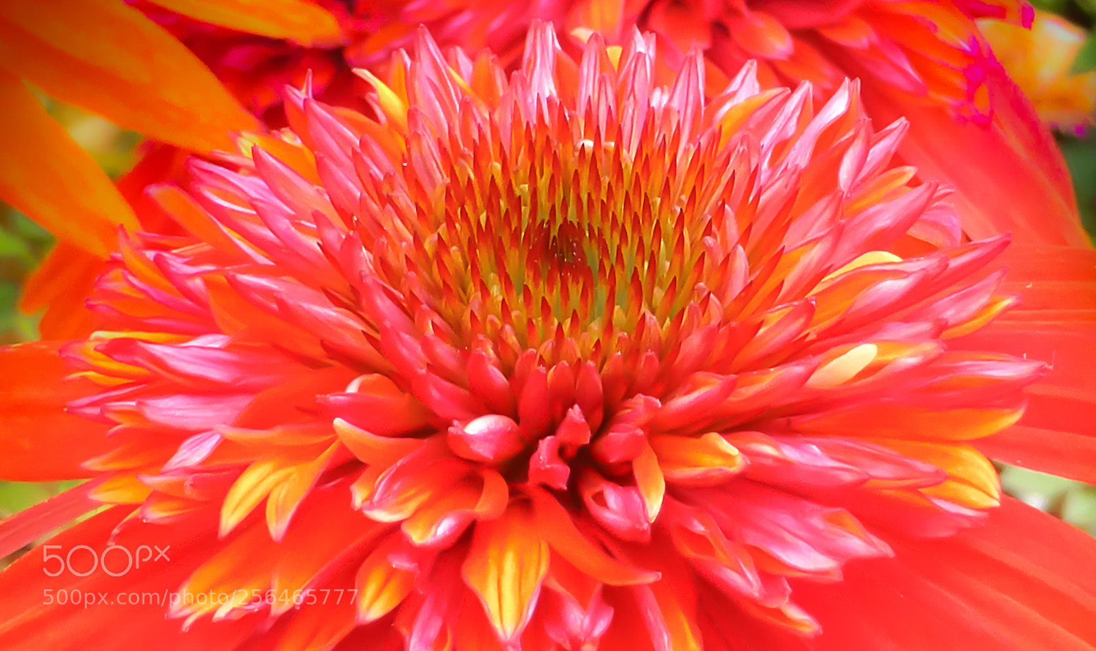 Panasonic Lumix DMC-ZS30 (Lumix DMC-TZ40) sample photo. Red beauty photography