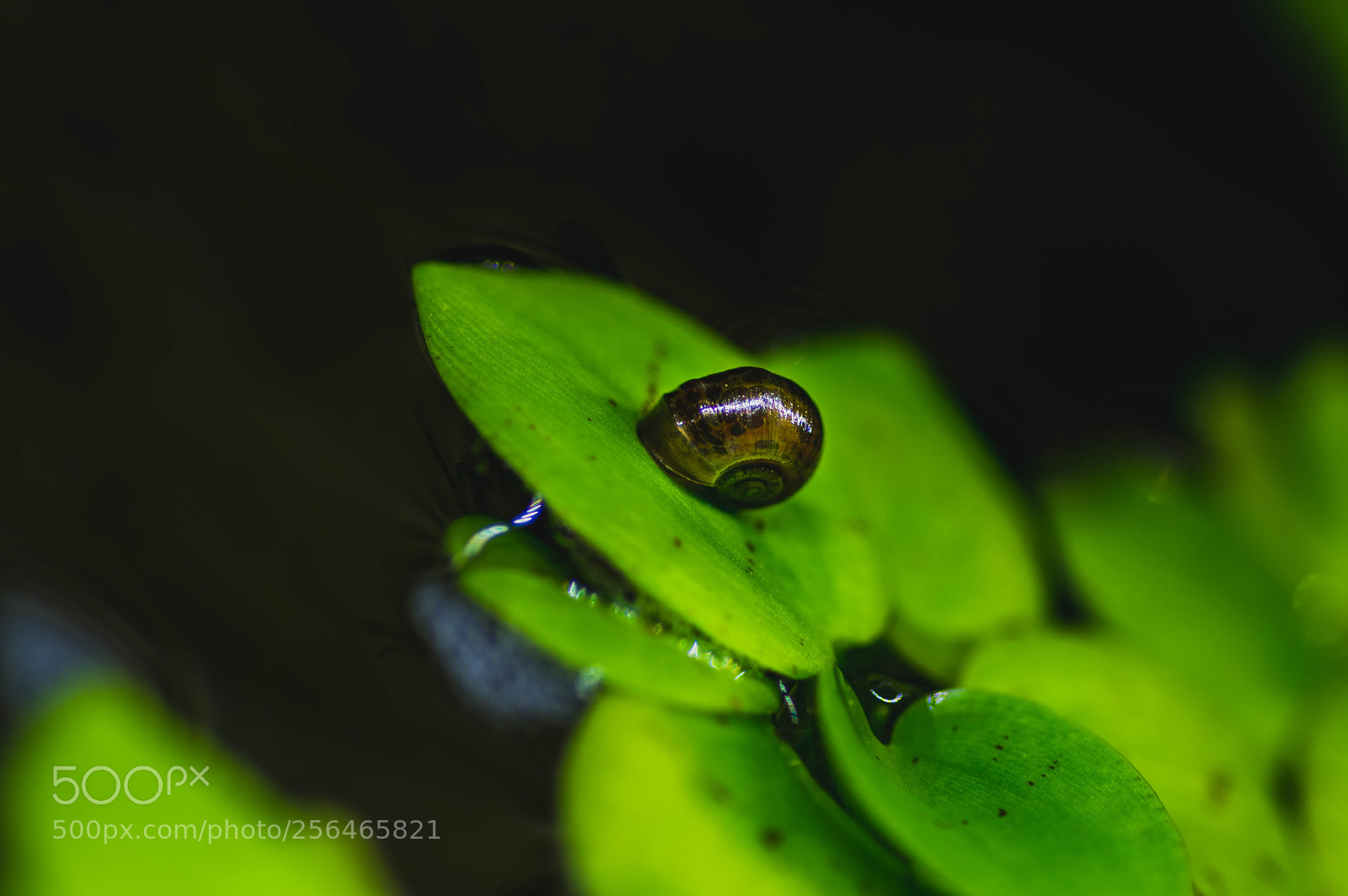 Pentax K-3 sample photo. Macrography test - snail photography