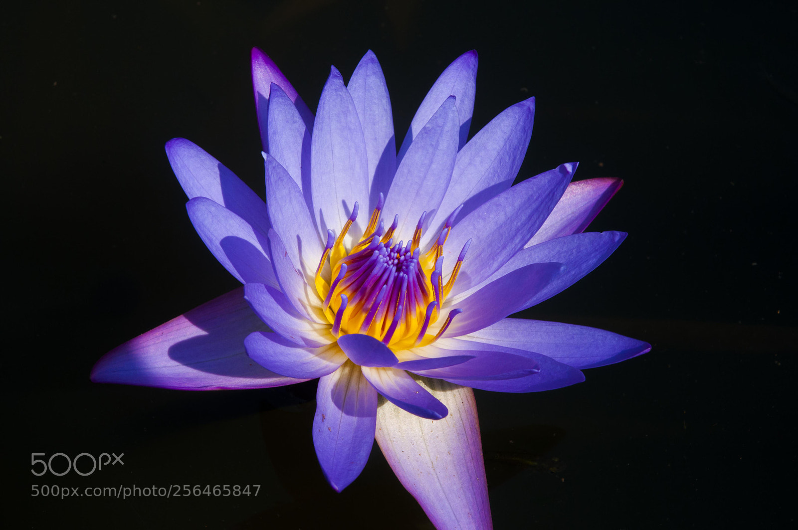 Nikon D300 sample photo. Reality photography