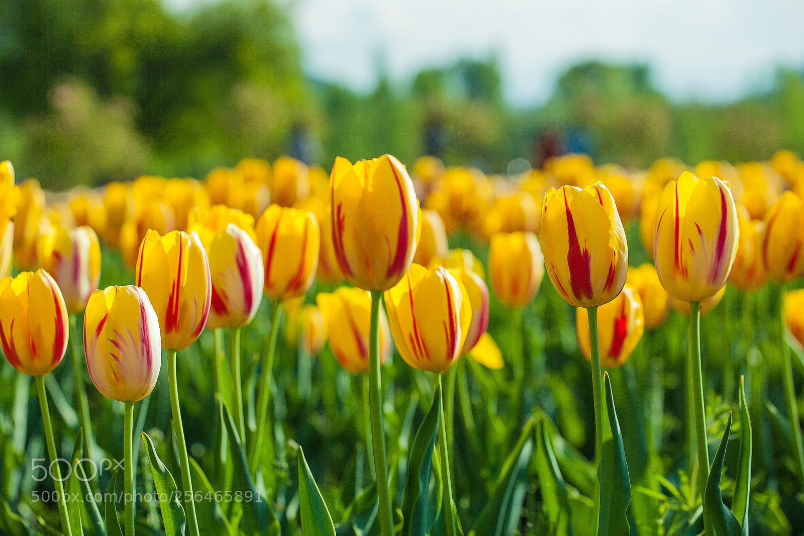 Canon EOS 5D Mark II sample photo. Tulips photography
