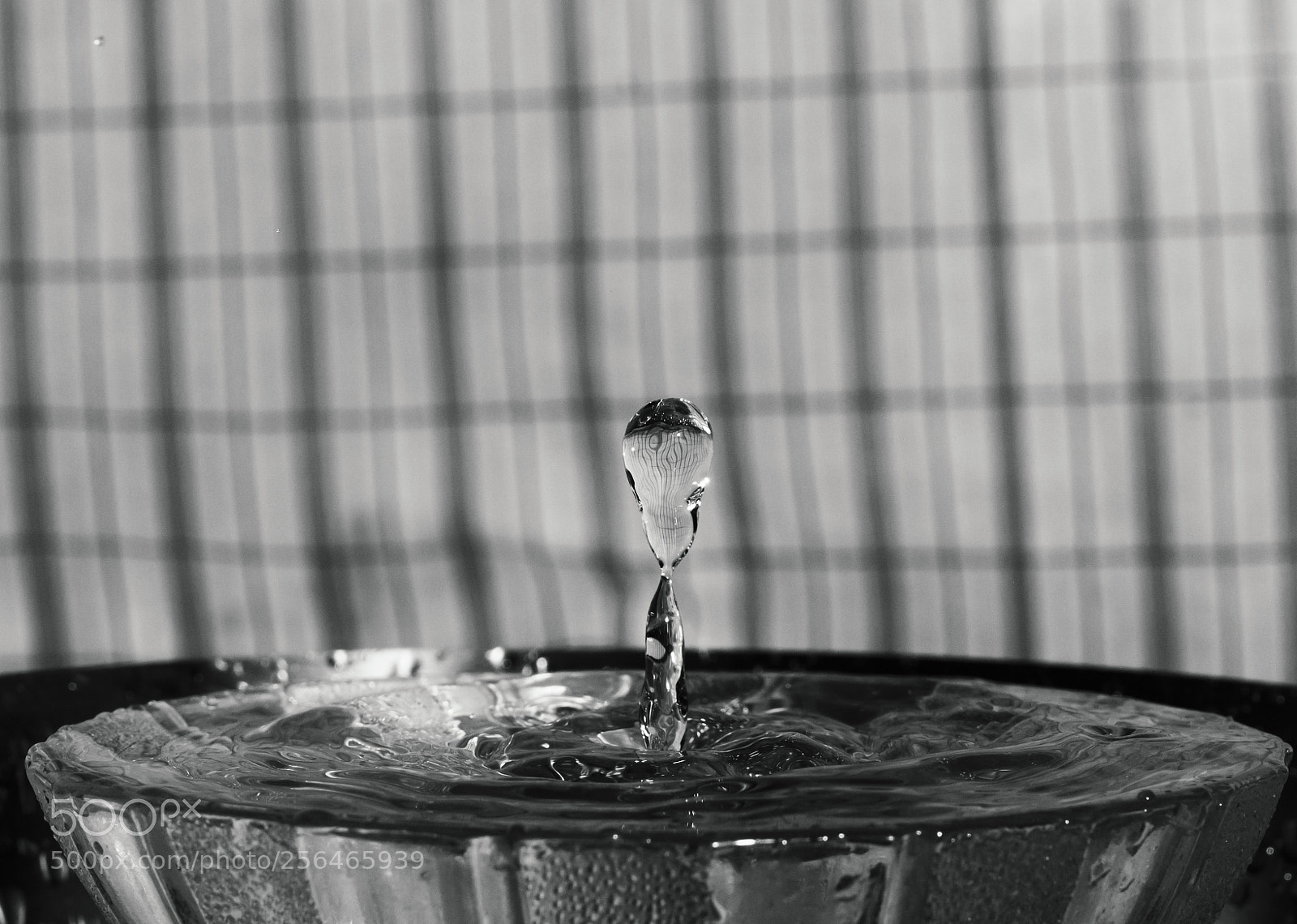 Nikon D3200 sample photo. Water mushrooms photography