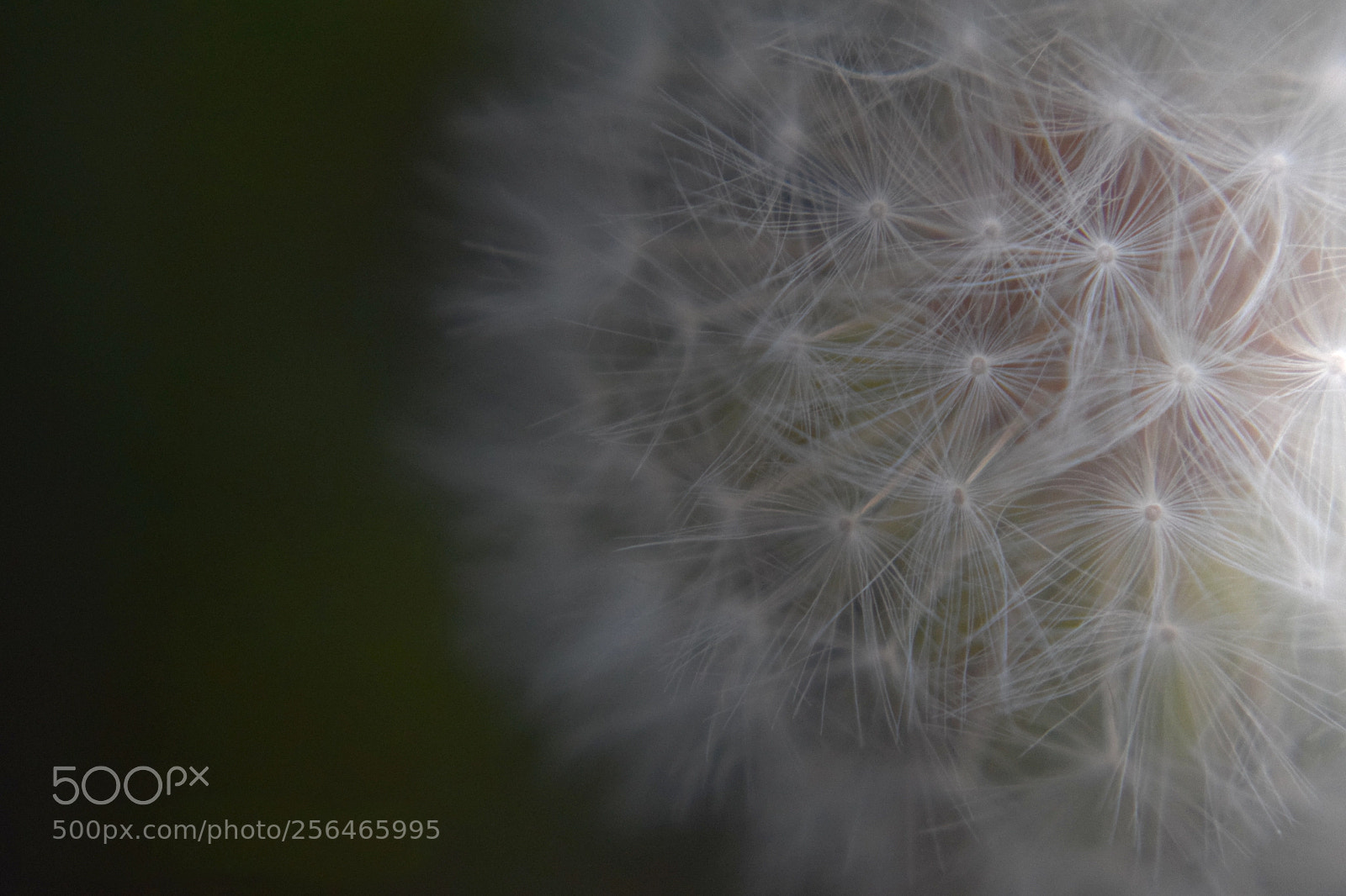 Nikon D3300 sample photo. Make a wish photography