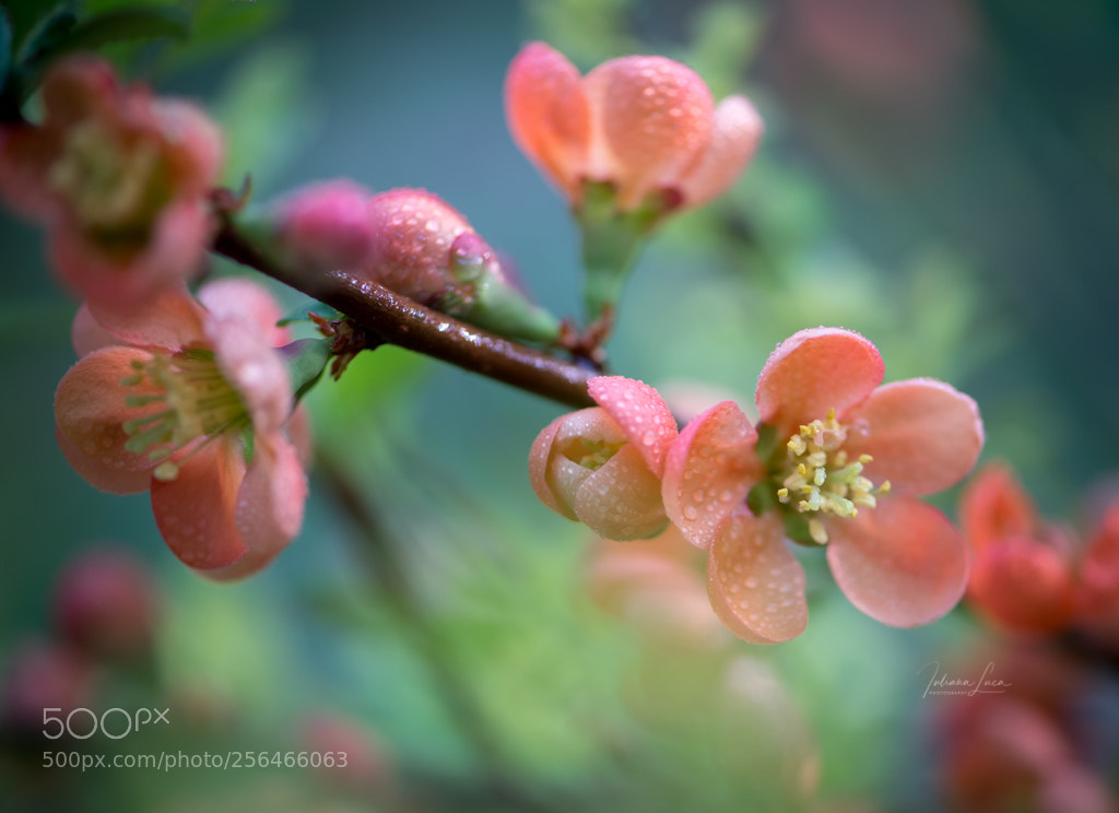 Nikon D610 sample photo. Springtime photography