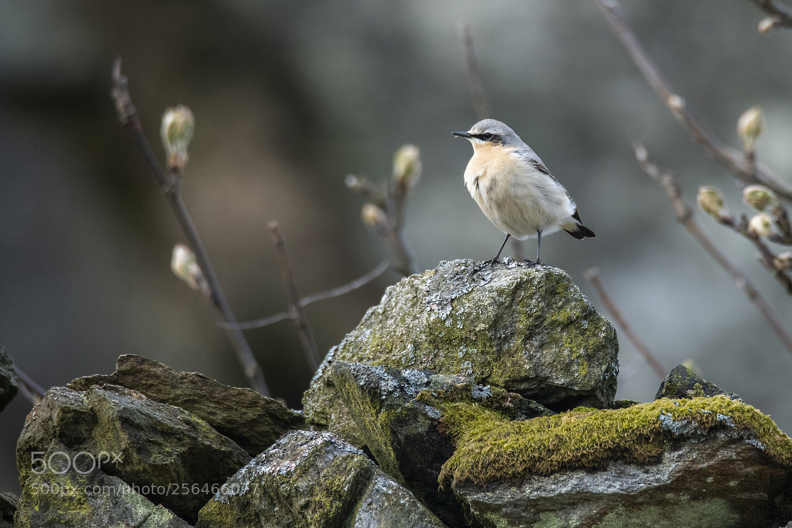 Nikon D850 sample photo. Wheatear -  oenanthe oenanthe photography