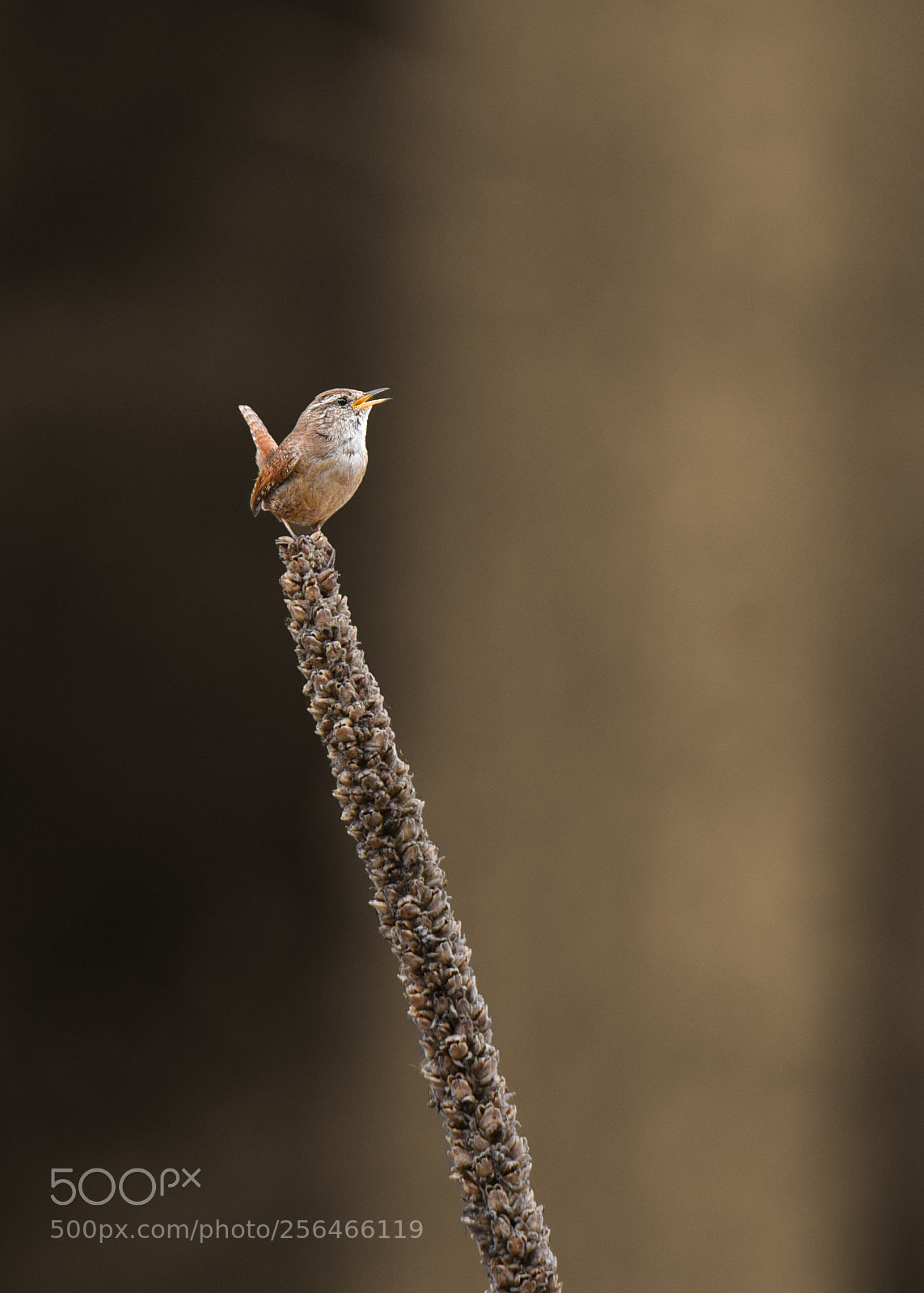 Nikon D750 sample photo. Karetait lot. troglodytes troglodytes photography