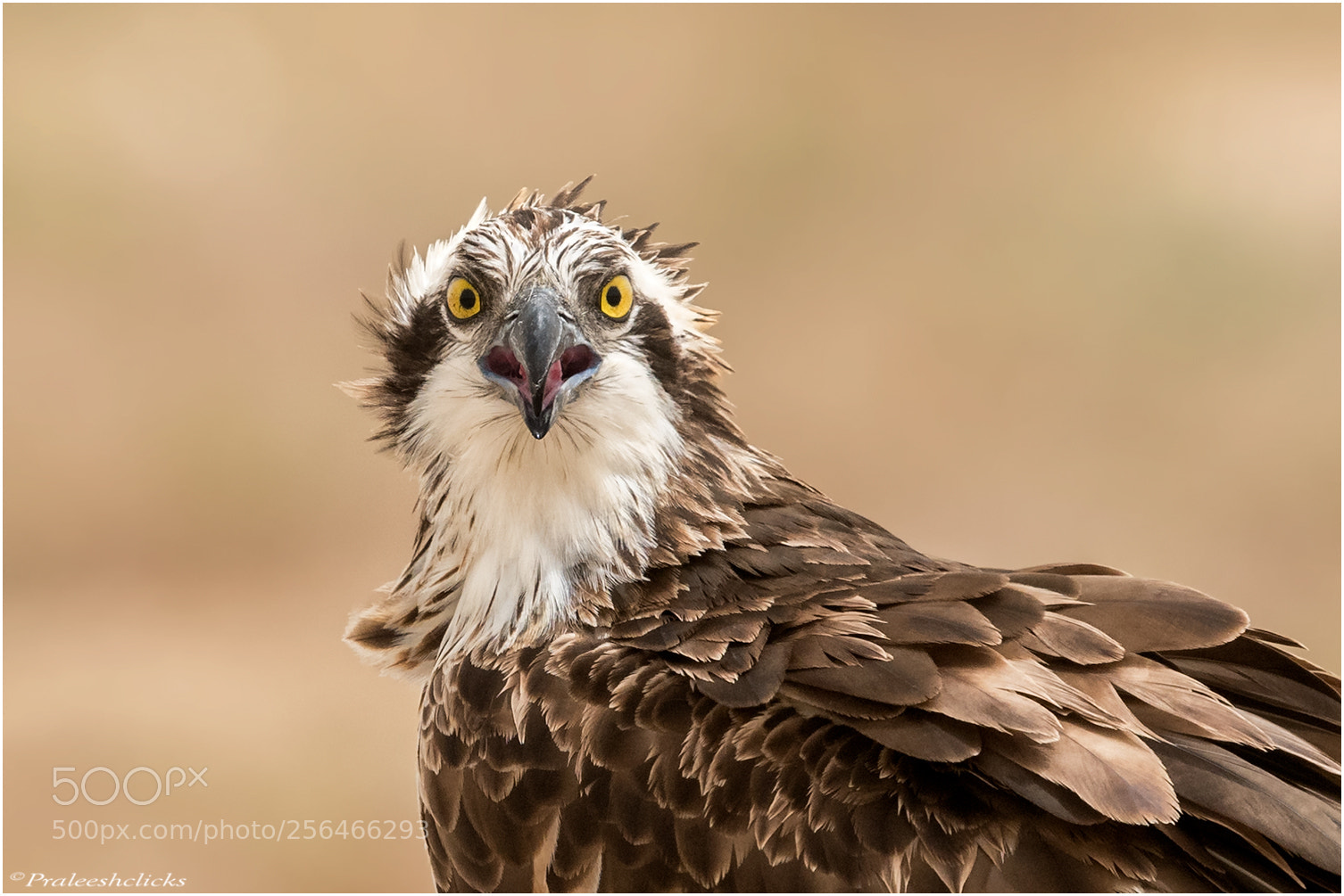 Nikon D500 sample photo. Osprey photography