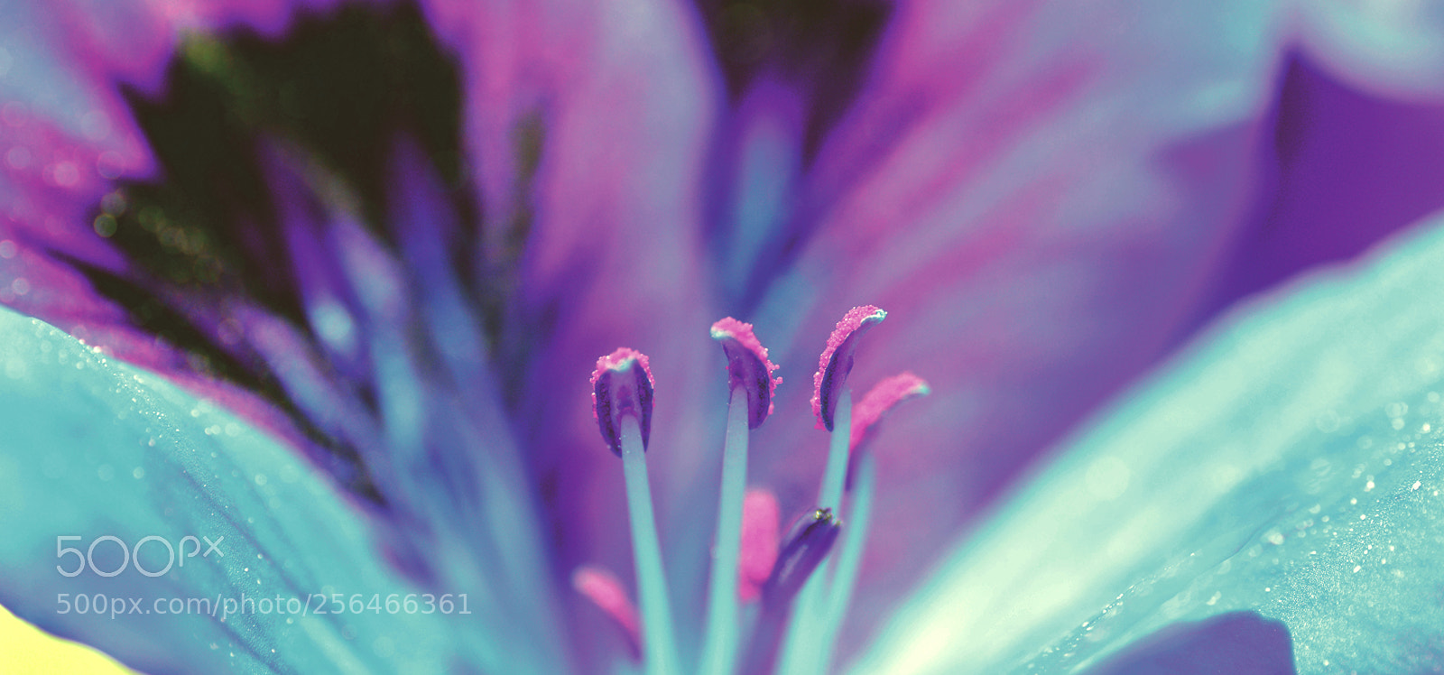 Nikon D3200 sample photo. Delicate    geranio photography