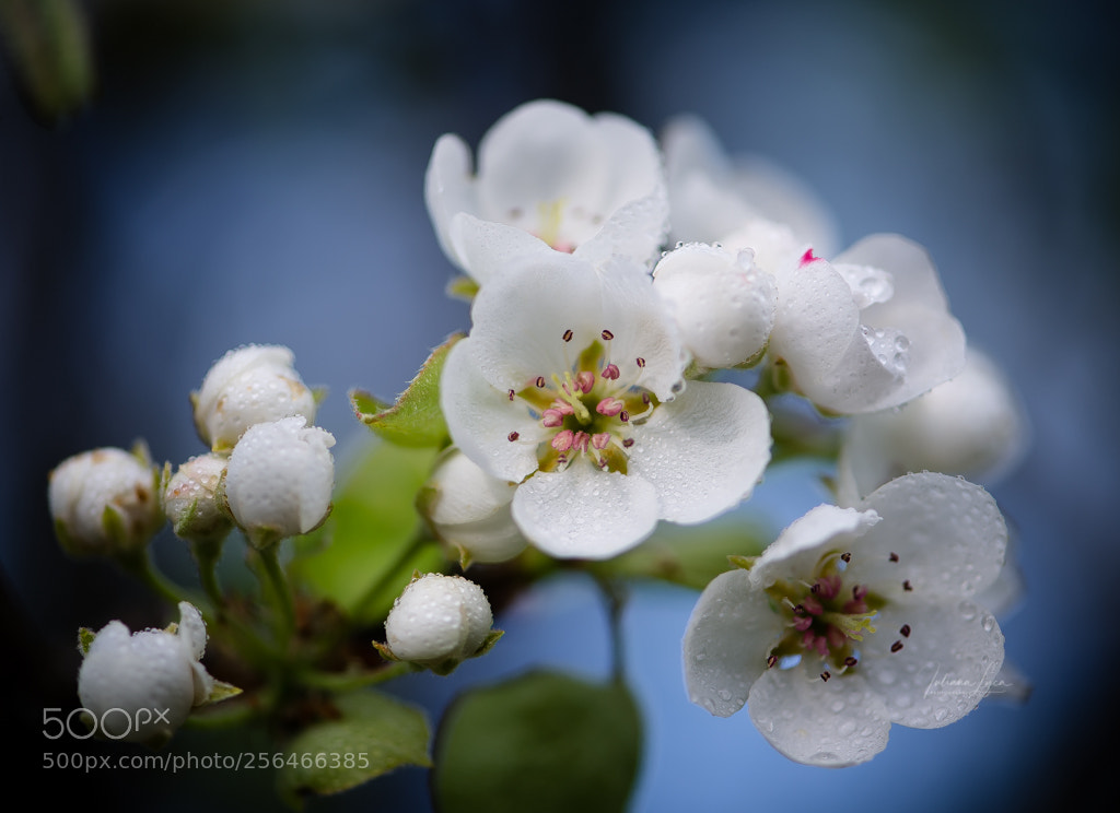 Nikon D610 sample photo. Dew photography