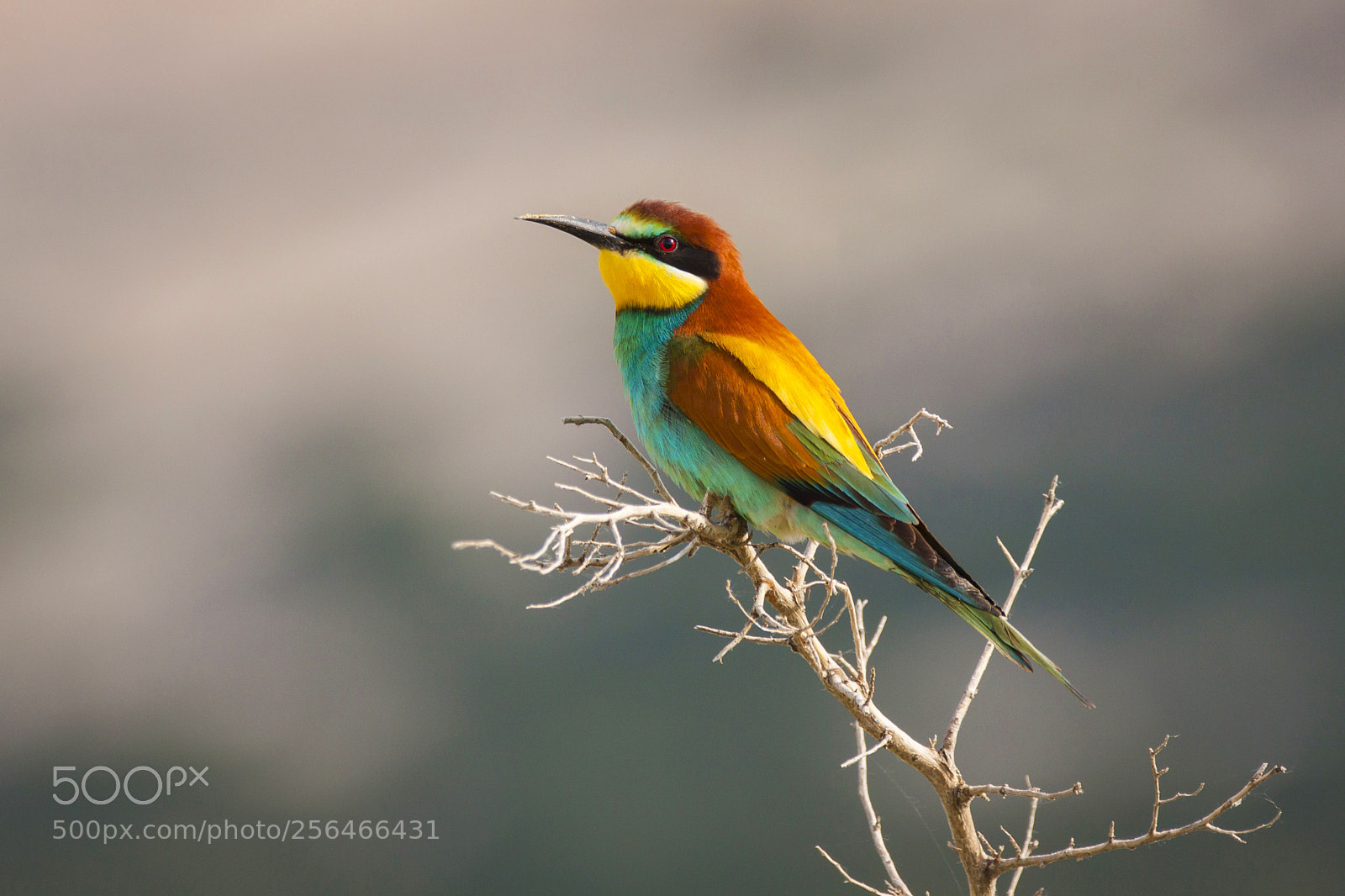 Canon EOS 50D sample photo. Bird or a rainbow? photography