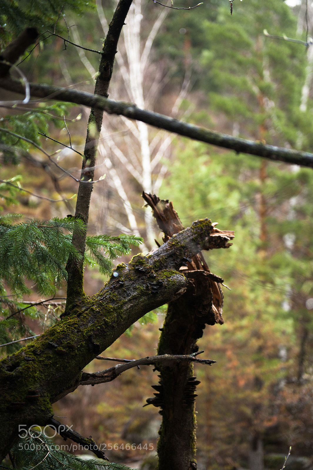 Nikon D700 sample photo. Trunk photography