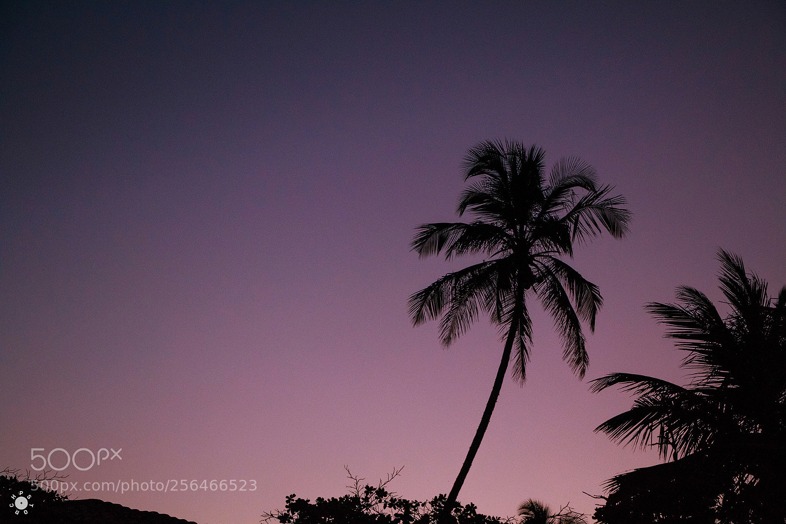 Canon EOS 70D sample photo. Purple rain photography