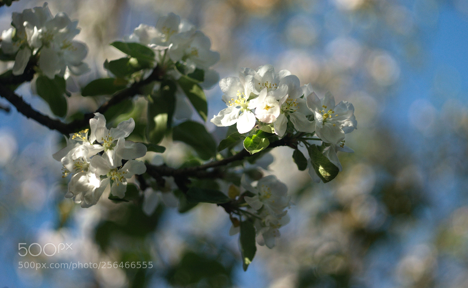 Nikon D300S sample photo. F photography