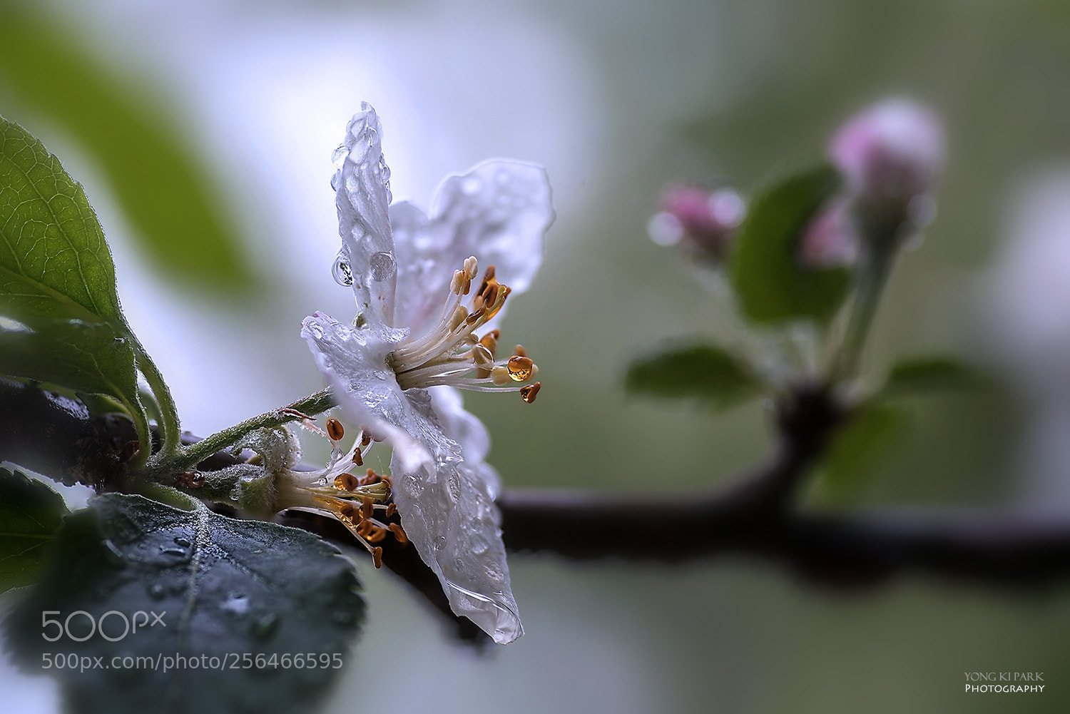 Pentax K-1 sample photo. Apple blossom time-1 photography