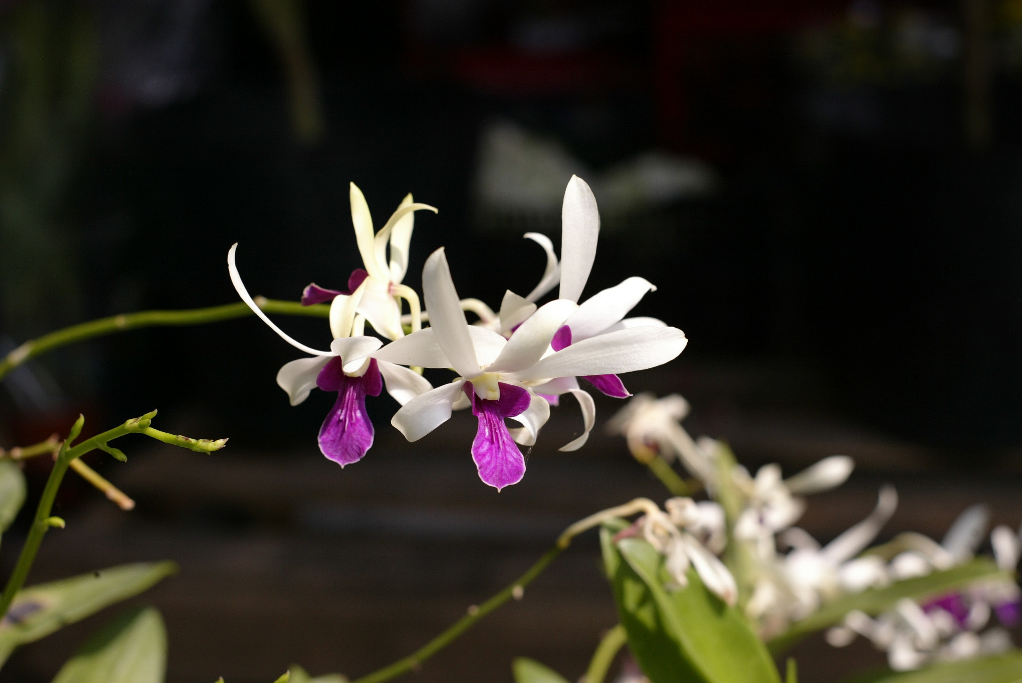 Canon EOS-1D sample photo