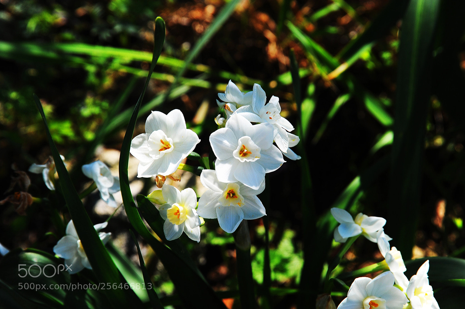 Nikon D3 sample photo. Wild spring jonquils photography