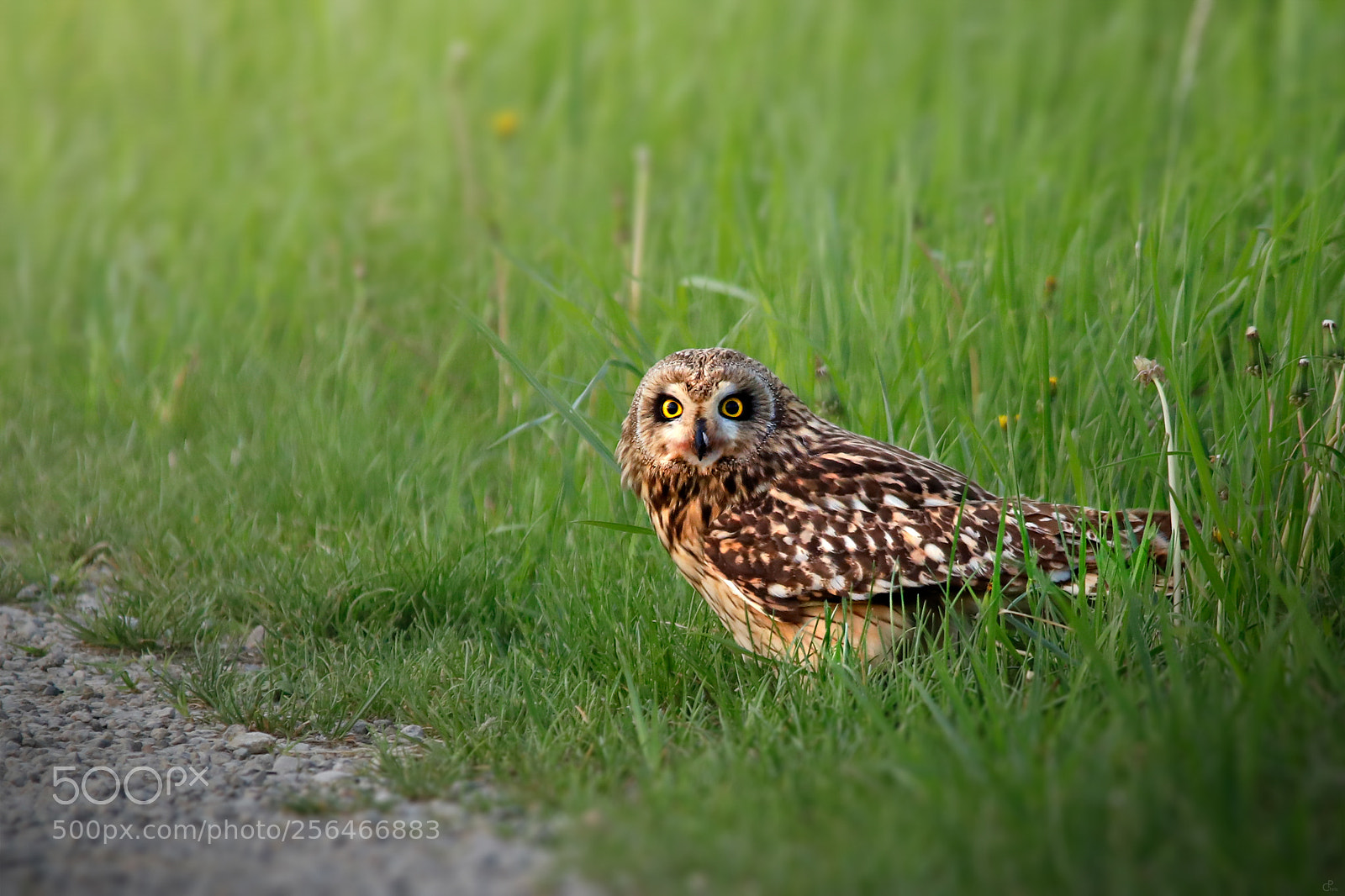 Canon EOS 5D Mark IV sample photo. Short-eared owl... photography