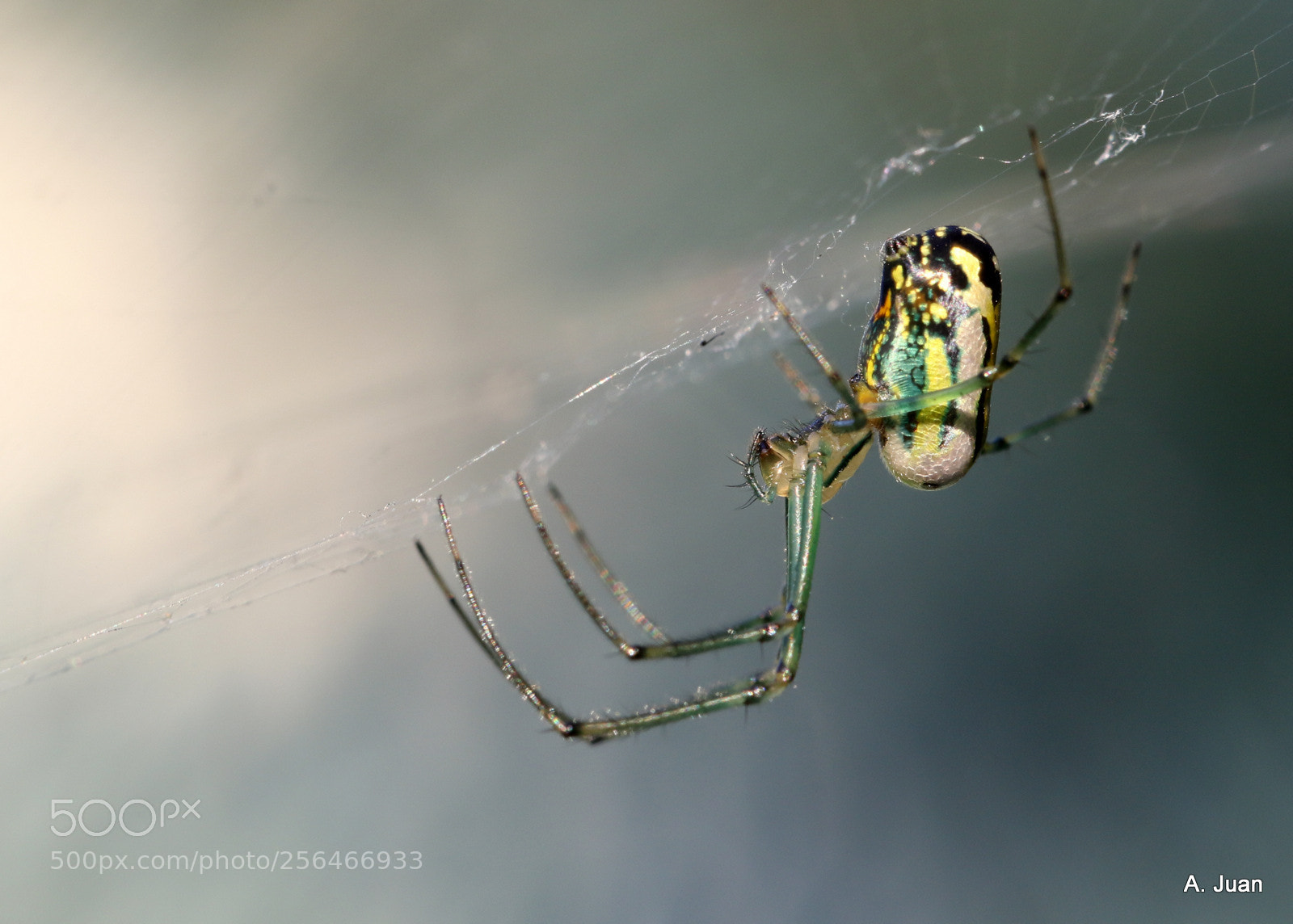 Canon EOS 7D Mark II sample photo. Tiny spider photography