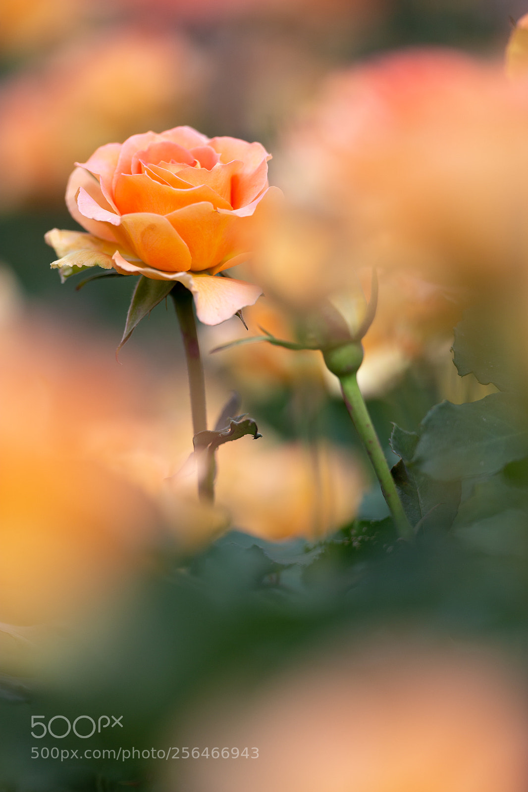 Canon EOS 6D sample photo. Rose photography