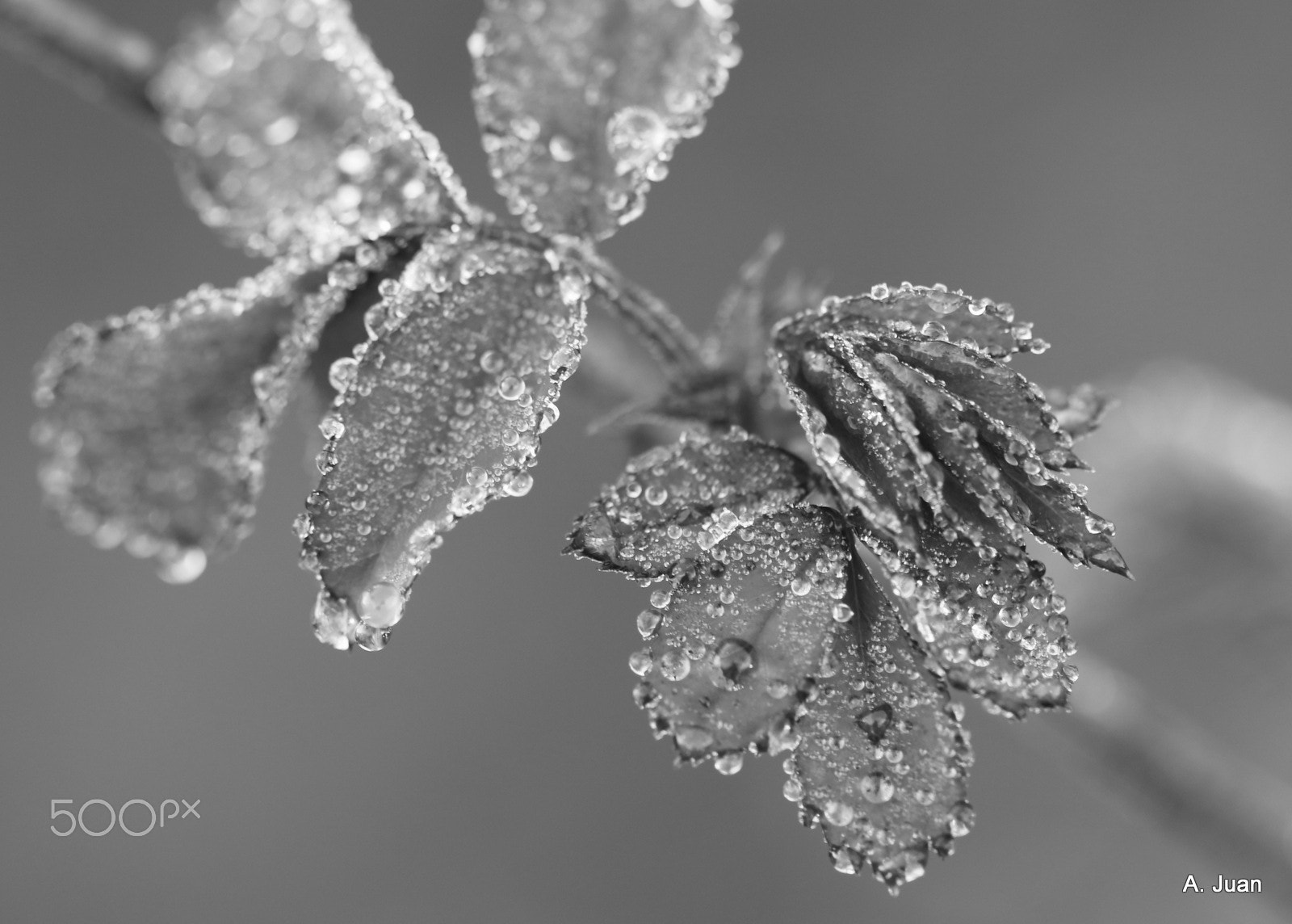 Canon EF 100mm F2.8L Macro IS USM sample photo. One frozen morning photography
