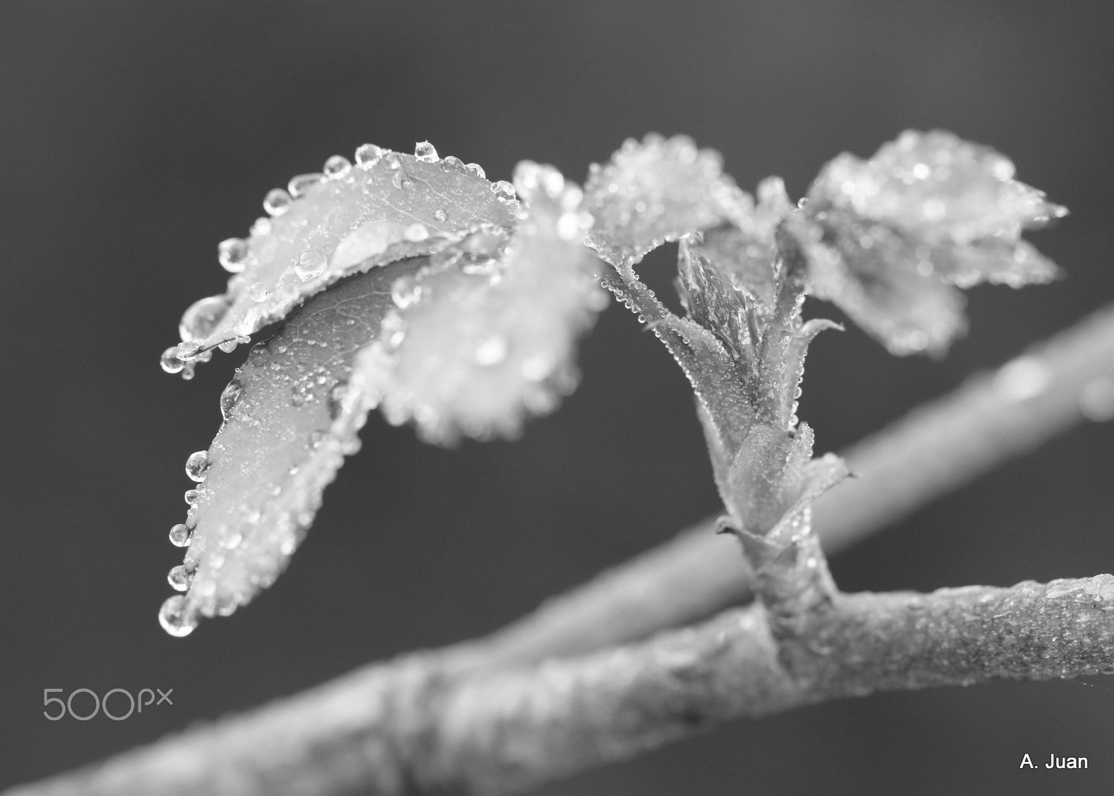 Canon EOS 7D Mark II + Canon EF 100mm F2.8L Macro IS USM sample photo. It's frozen ... photography