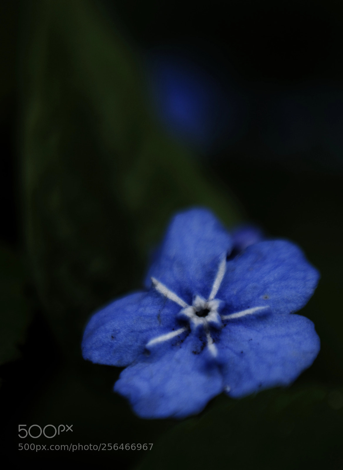 Nikon D5100 sample photo. Untitled photography