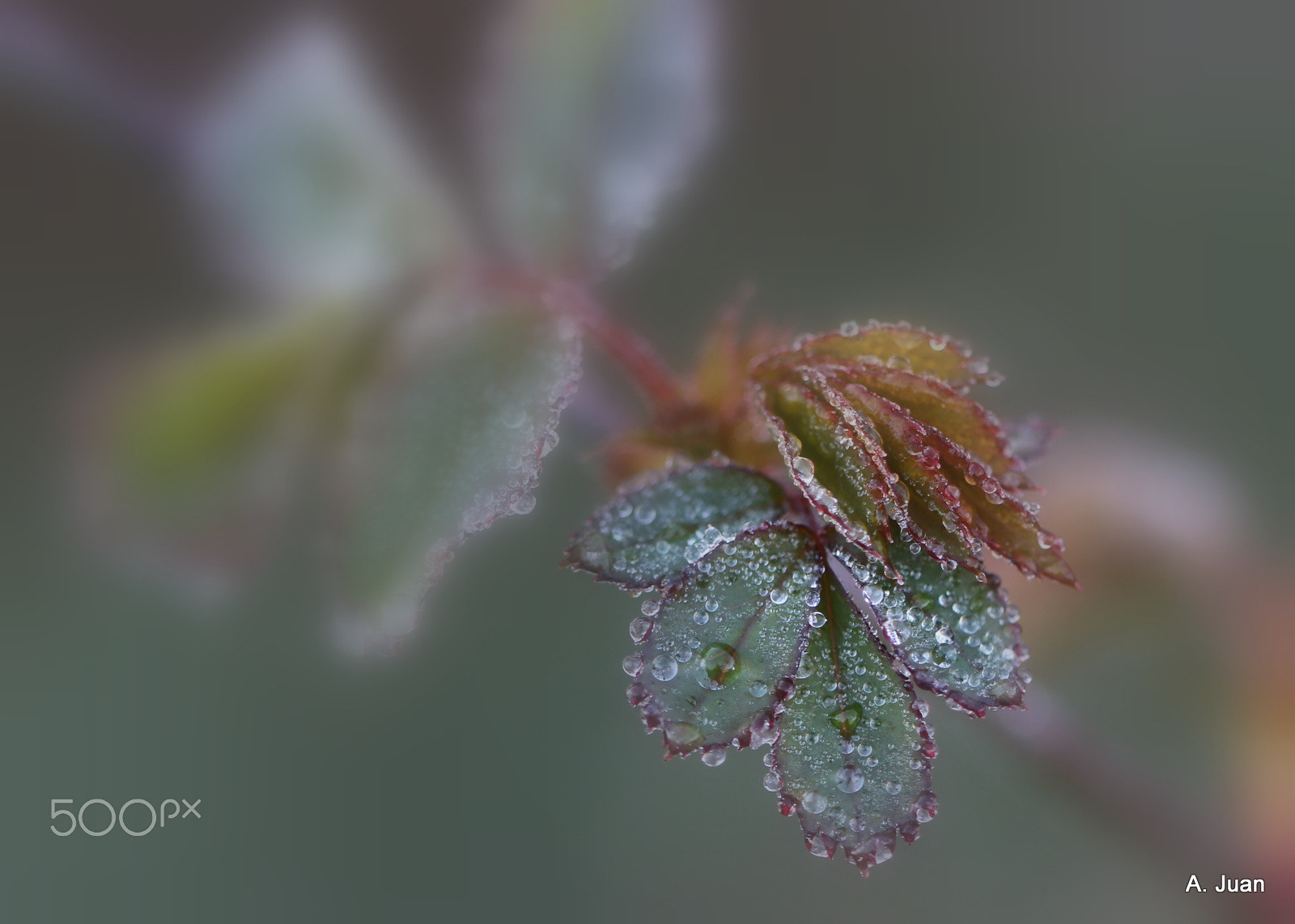 Canon EF 100mm F2.8L Macro IS USM sample photo. Another one ! photography