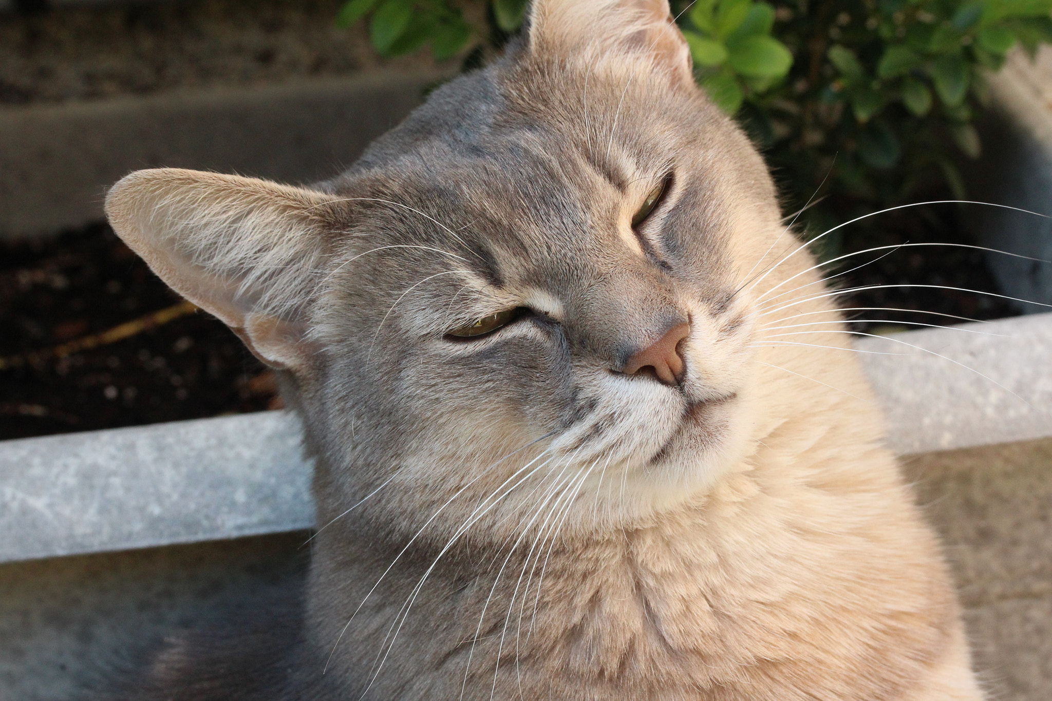 Canon EF-S 60mm F2.8 Macro USM sample photo. Img photography
