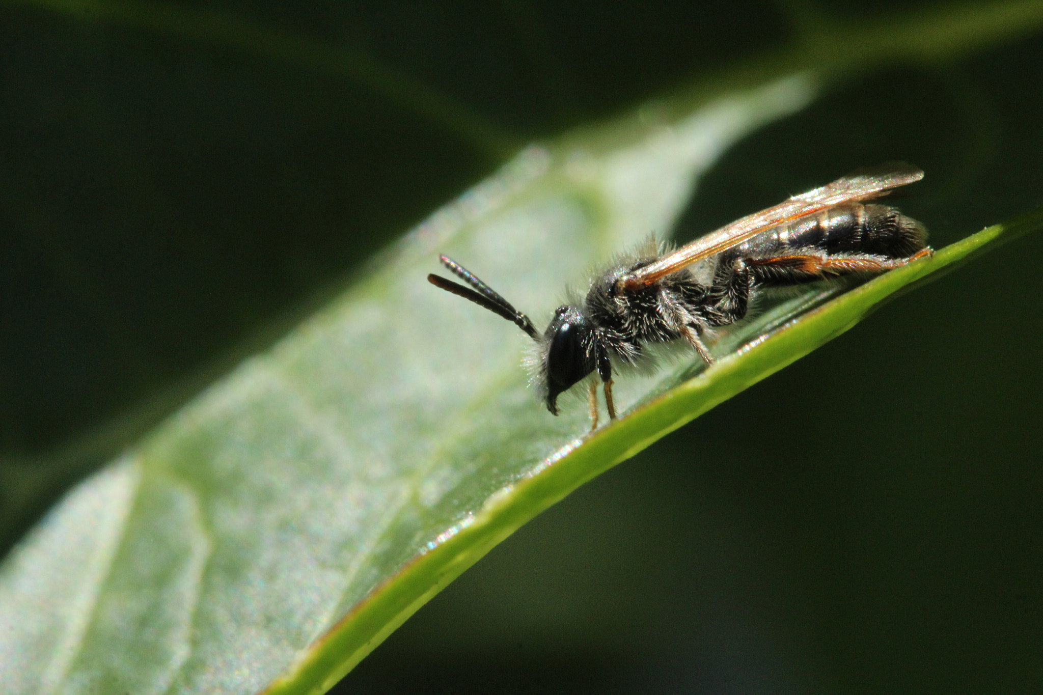 Canon EF-S 60mm F2.8 Macro USM sample photo. Img photography
