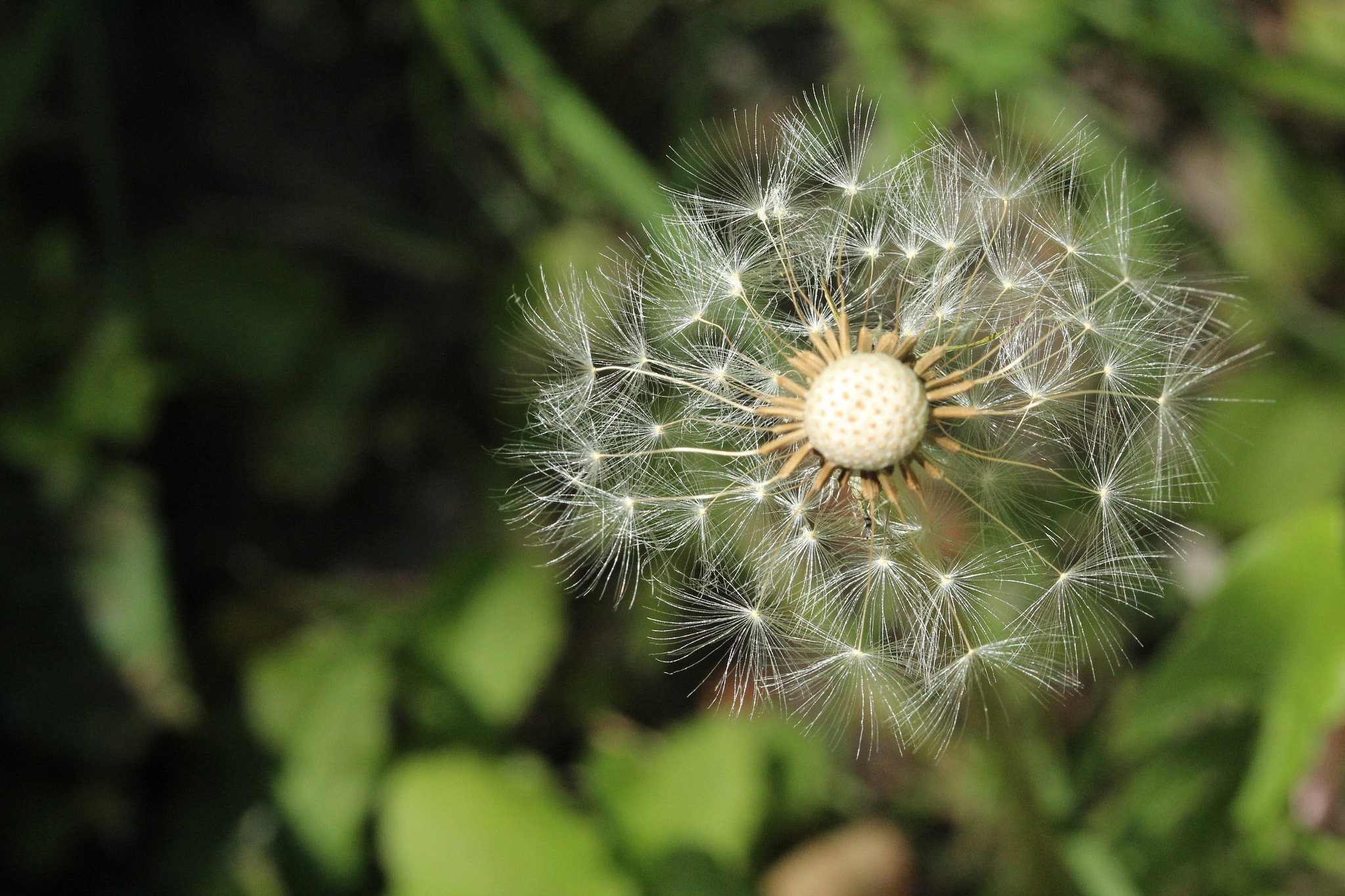 Canon EF-S 60mm F2.8 Macro USM sample photo. Img photography