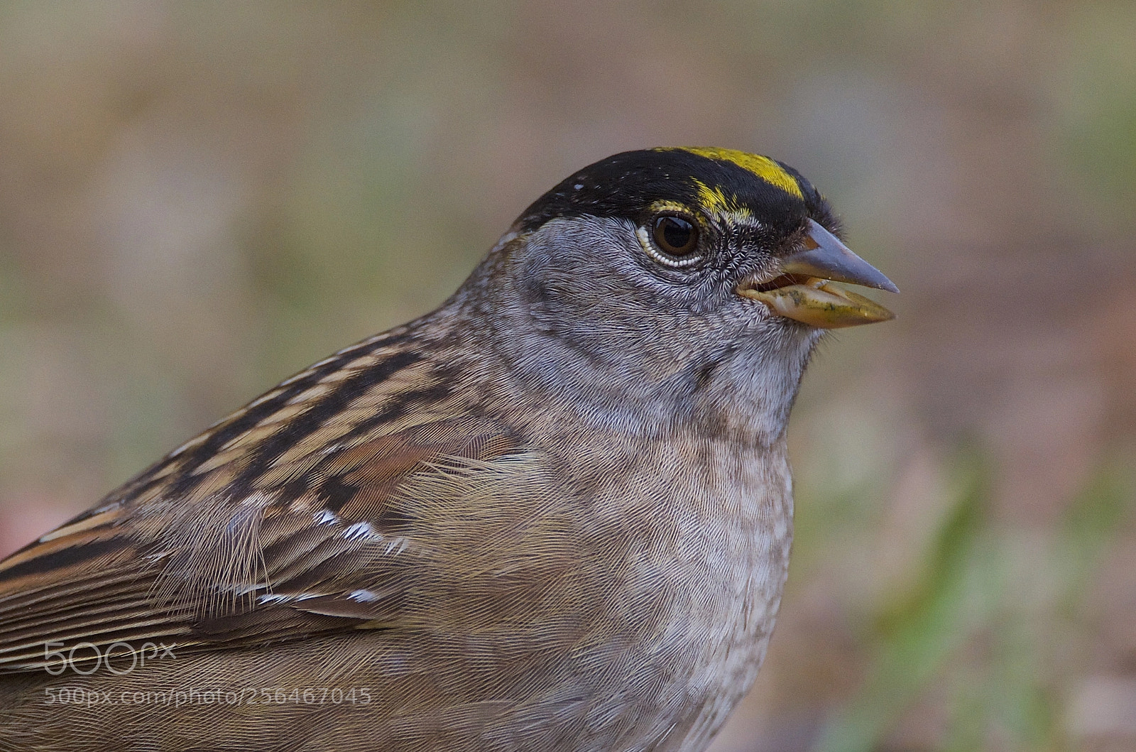 Nikon D7000 sample photo. Golden-crowned sparrow photography