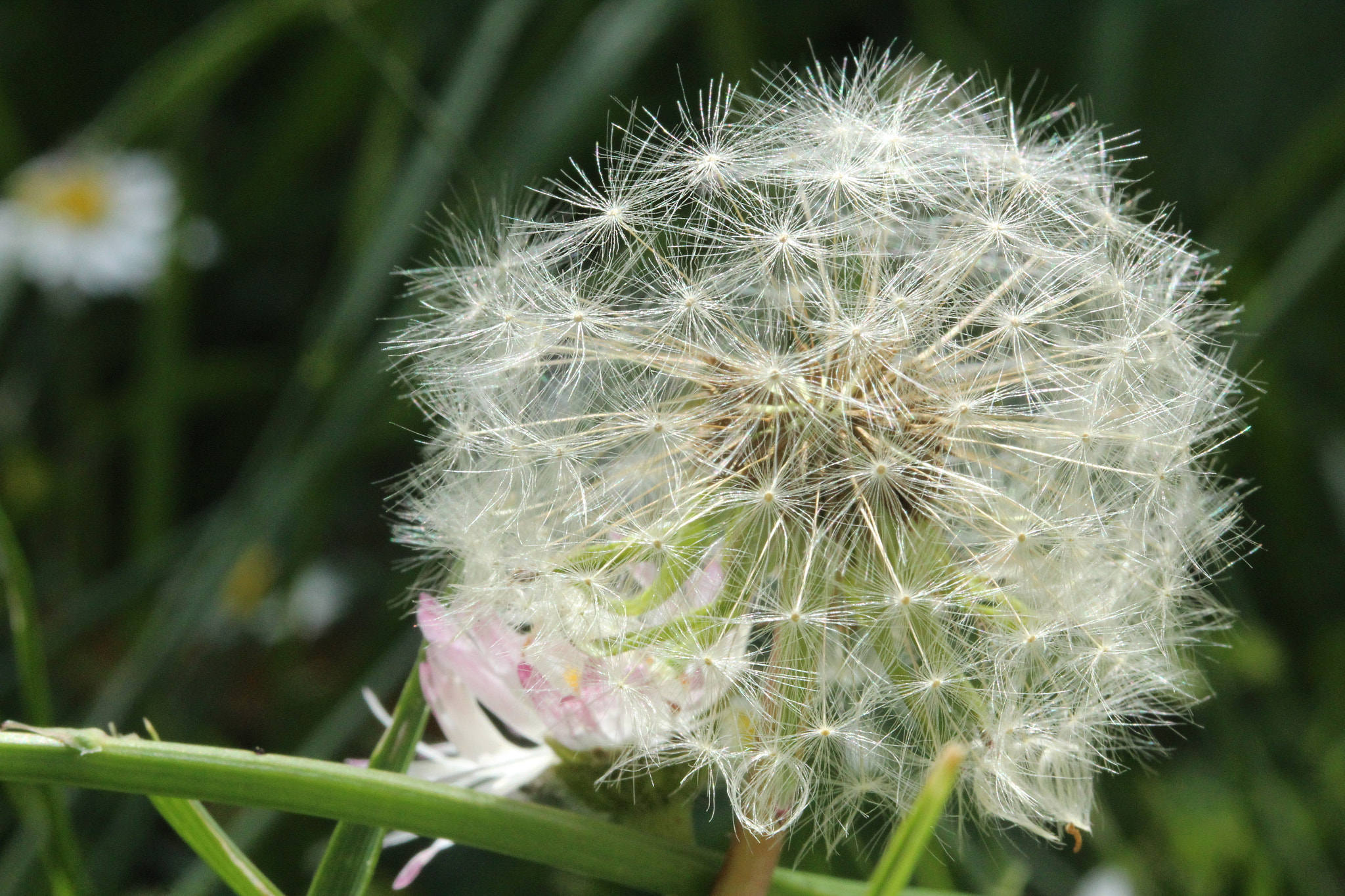 Canon EF-S 60mm F2.8 Macro USM sample photo. Img photography