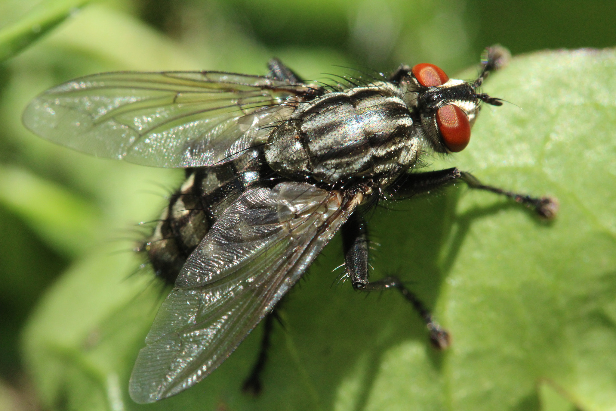 Canon EF-S 60mm F2.8 Macro USM sample photo. Img photography