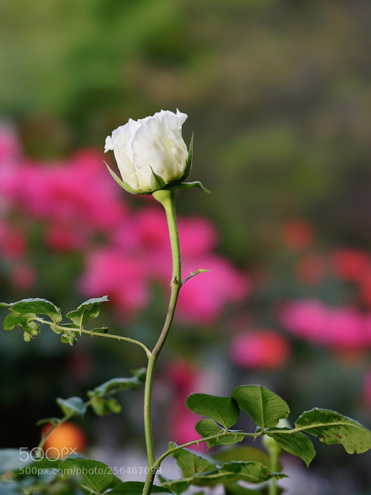 Sony a7 II sample photo. 万花丛中 photography