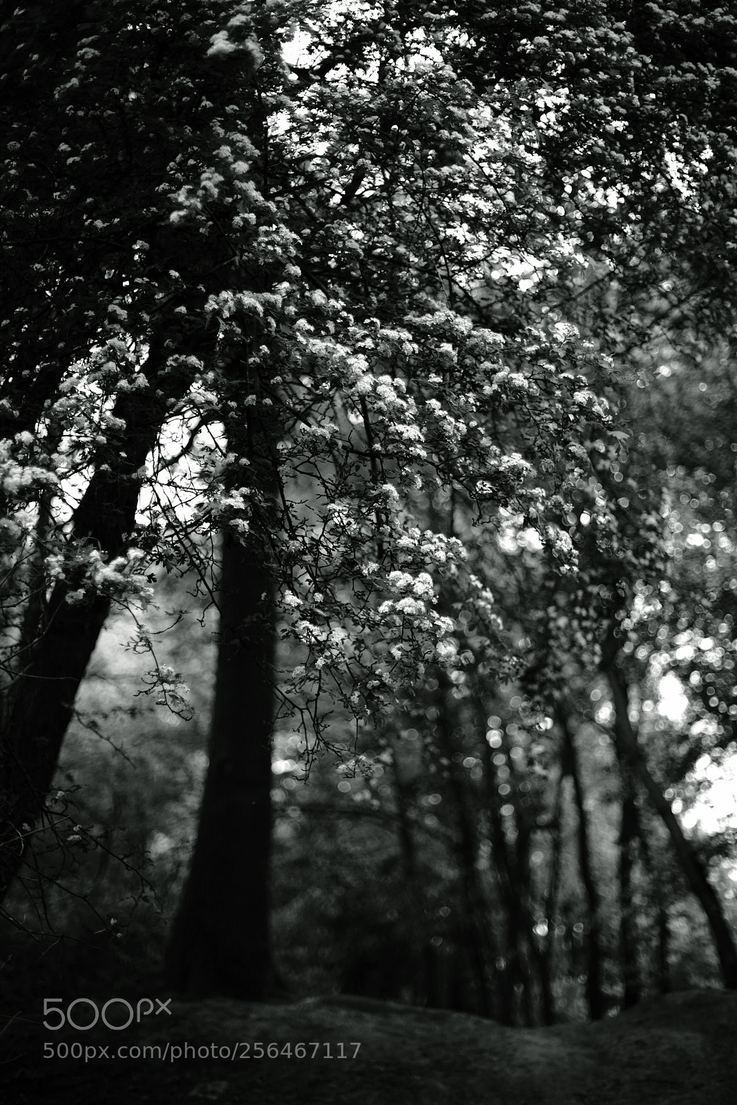 Sony a7R II sample photo. Crataegus with bokeh 2 photography