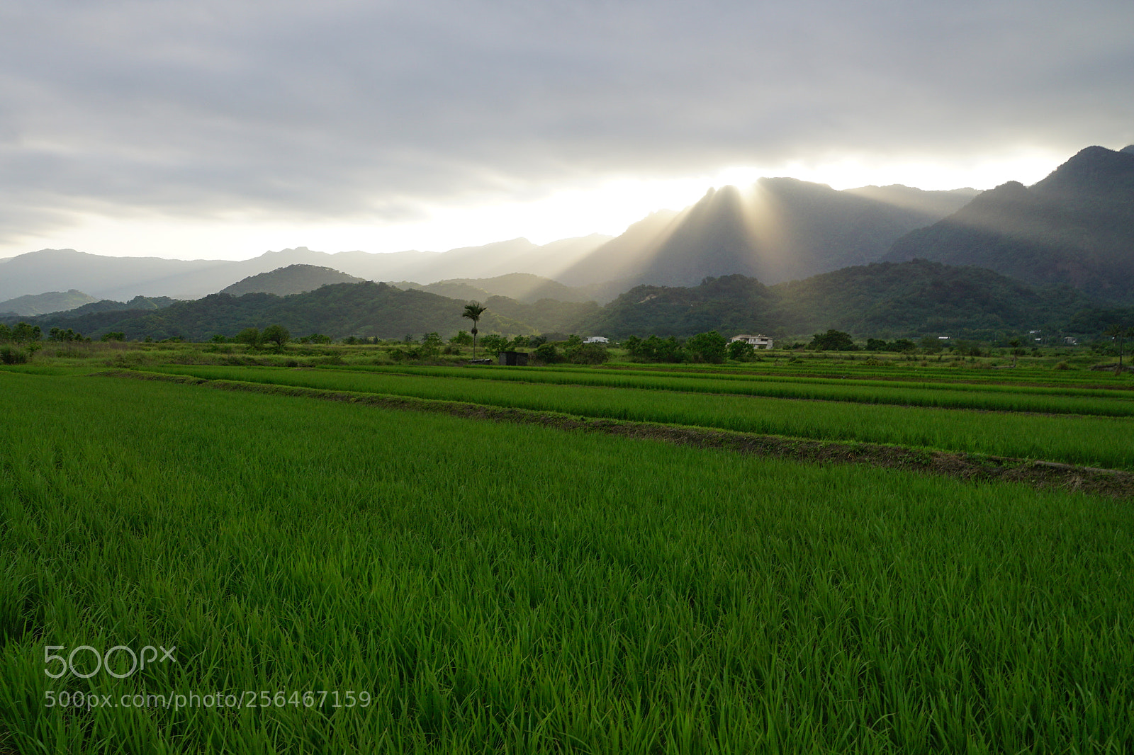 Sony DT 16-50mm F2.8 SSM sample photo. Crown light photography