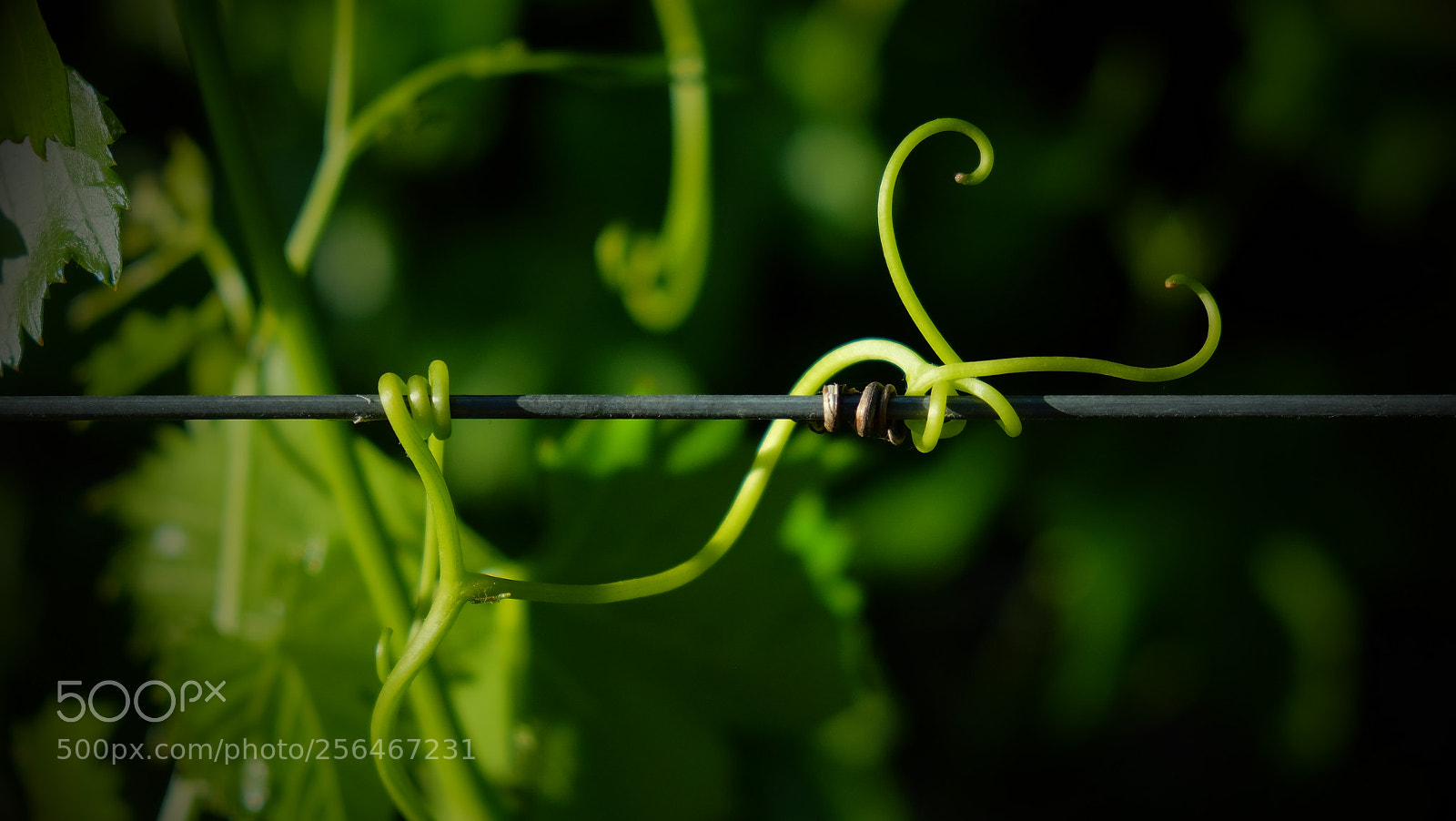 Fujifilm X-T10 sample photo. Pas de deux photography