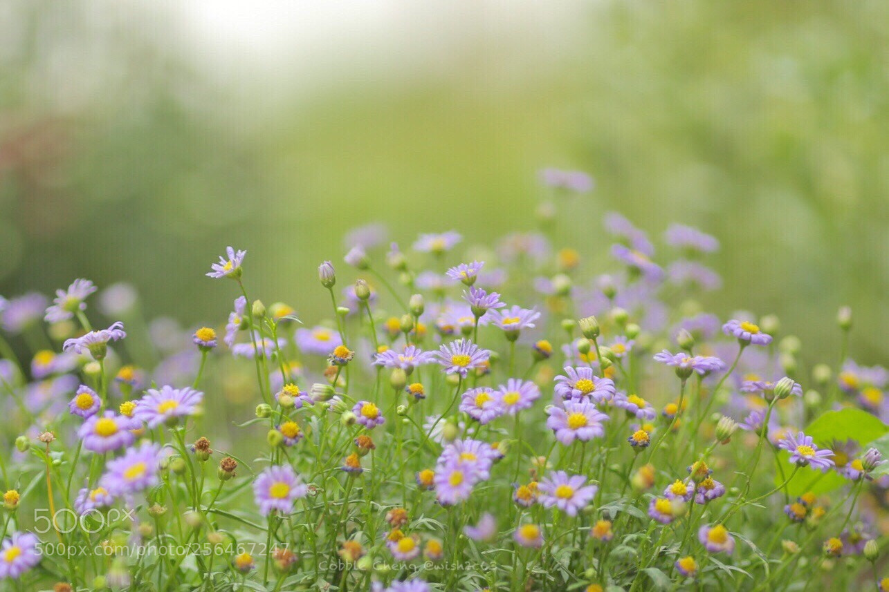 Canon EOS 6D sample photo. Untitled photography