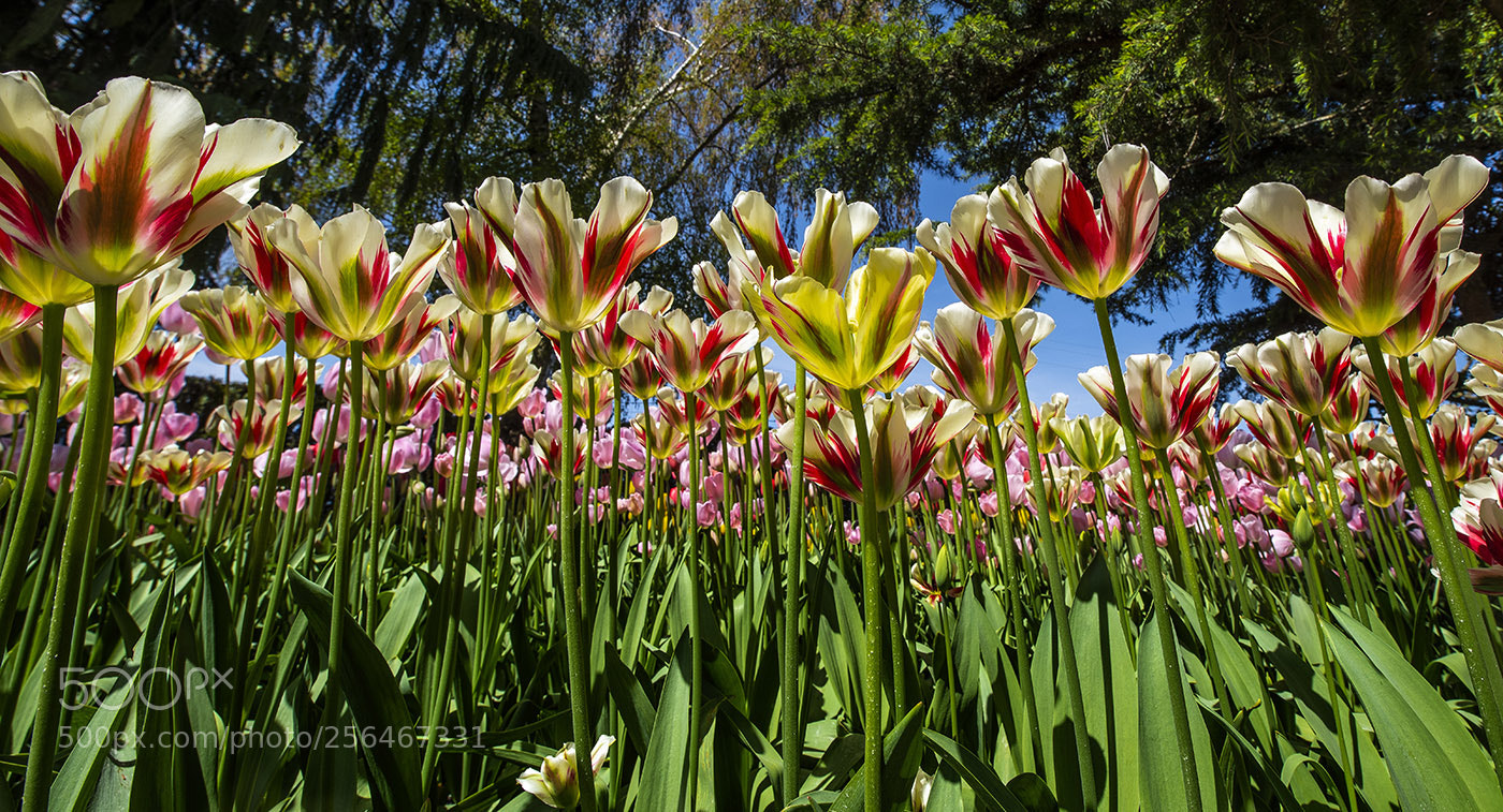 Nikon D810 sample photo. Tulip forest photography