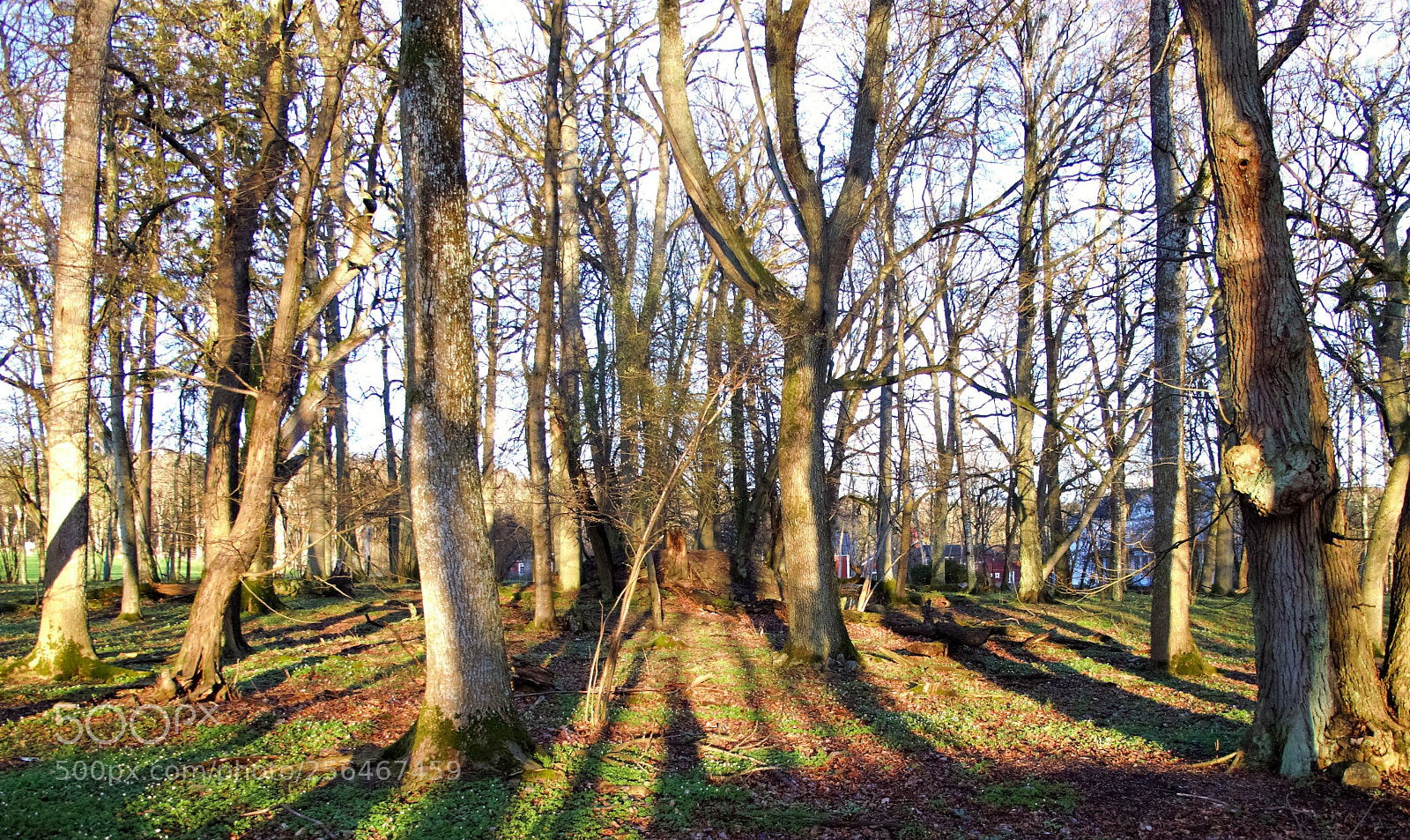Canon PowerShot G12 sample photo. Tree shadows photography