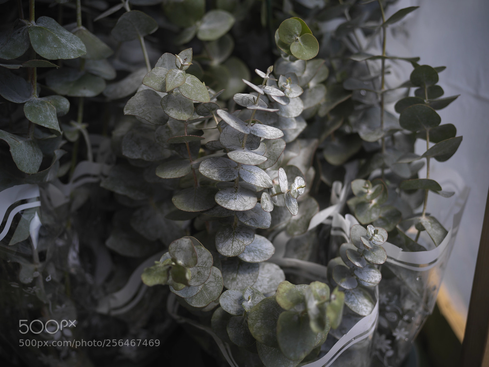 Hasselblad X1D-50c sample photo. Plants in soho photography