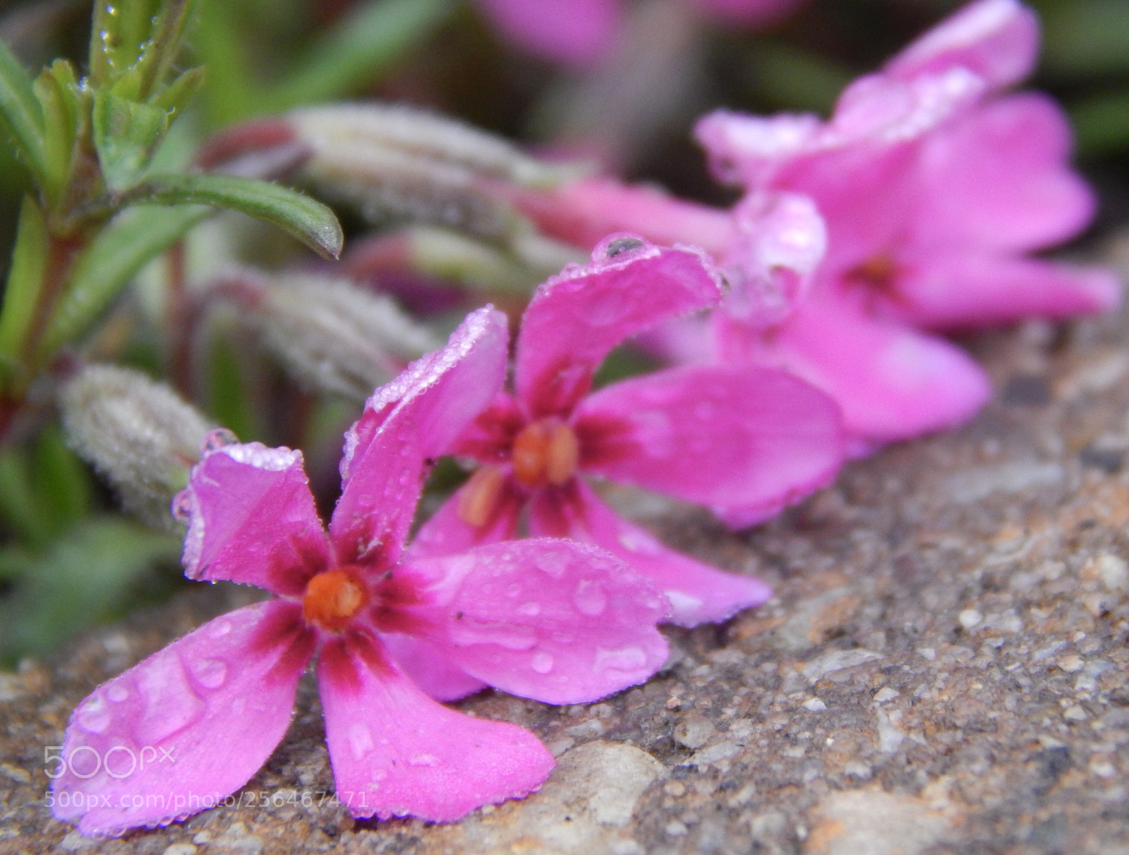 Nikon Coolpix L820 sample photo. Pink wildflowers with drops photography